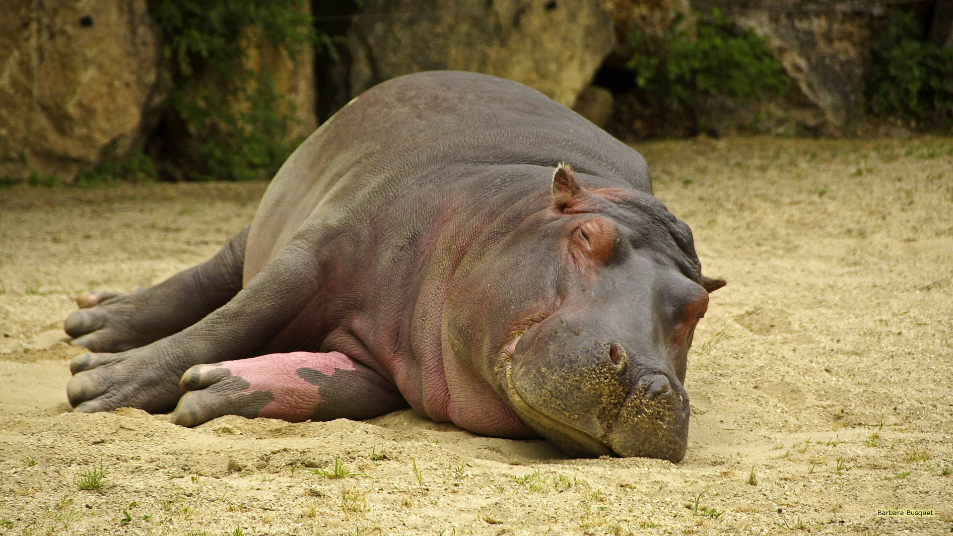 Tranquil Slumber Of A Majestic Hippopotamus