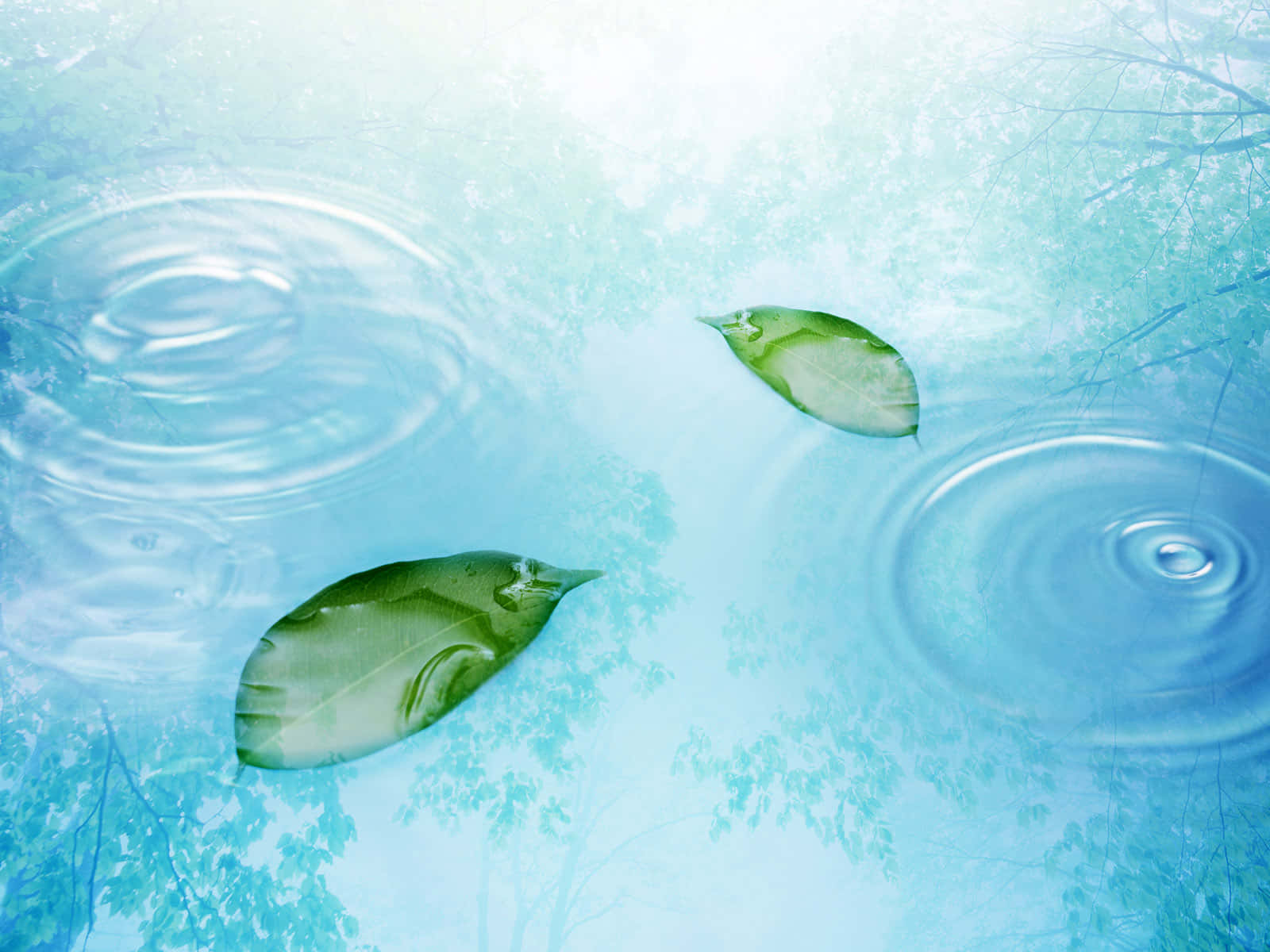 Tranquil_ Water_ Surface_with_ Floating_ Leaves.jpg Background