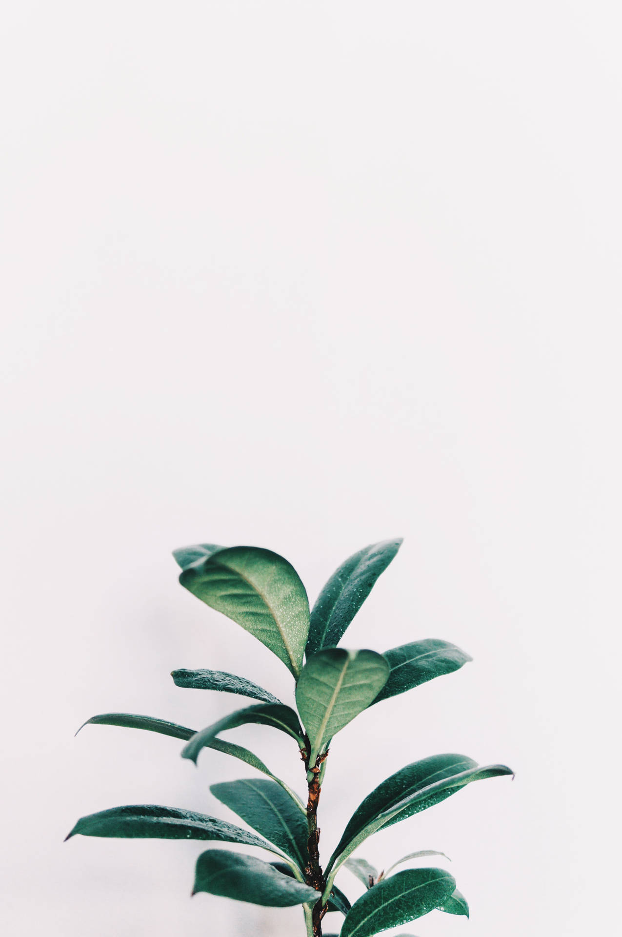 Tranquil White Aesthetic With Green Leaves For Iphone Wallpaper Background