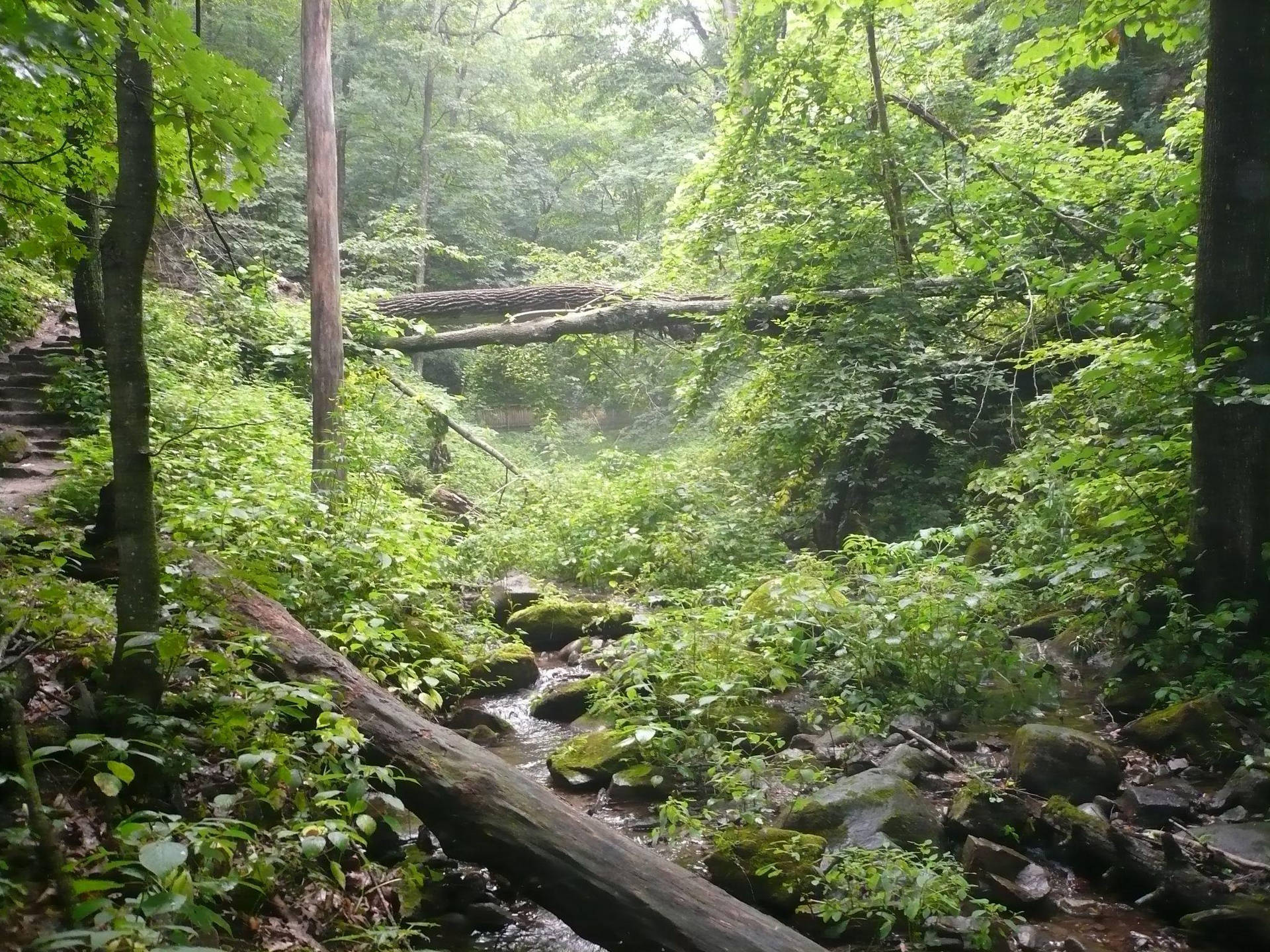 Tranquil Wisconsin Forest Trail Background