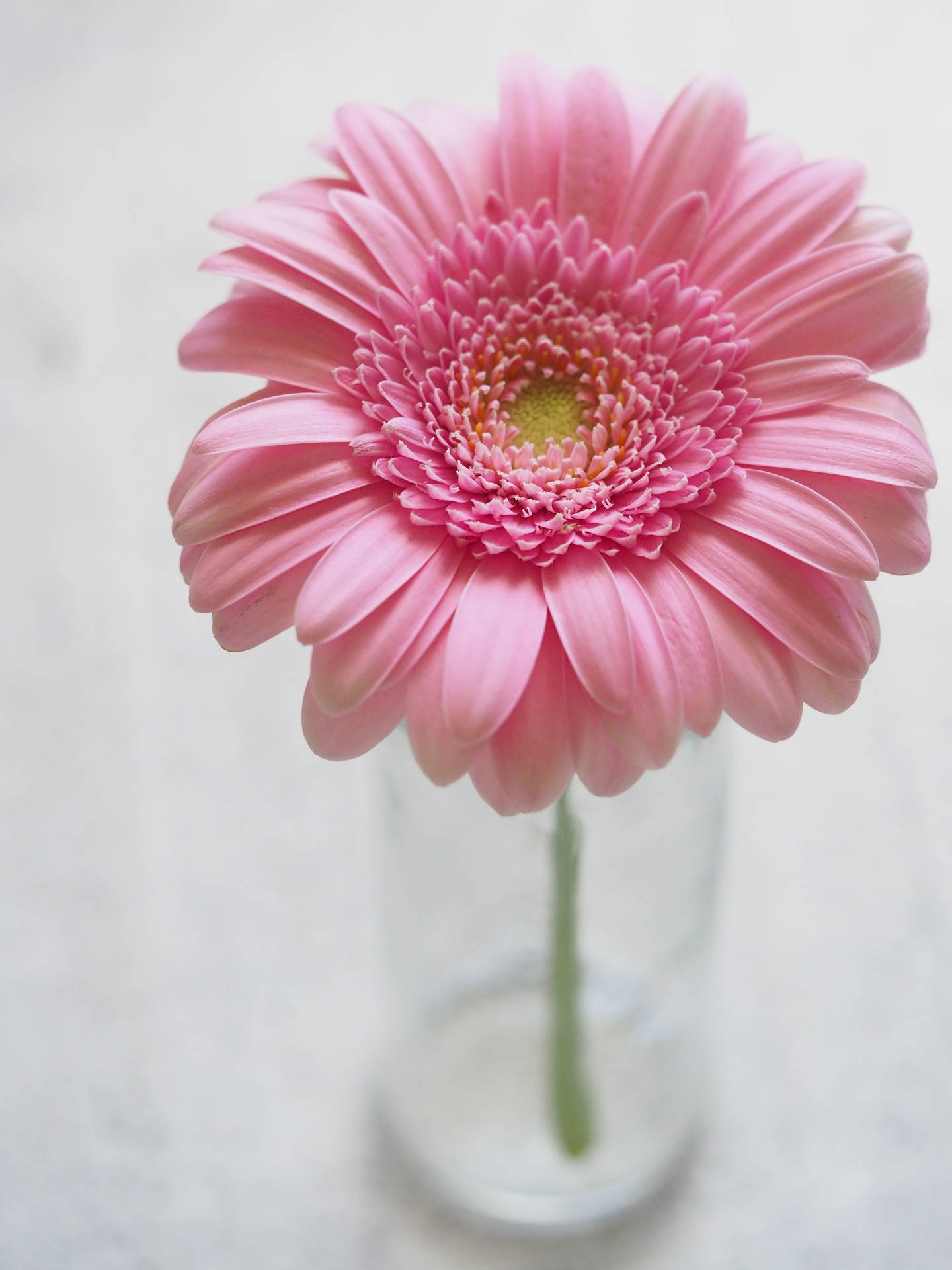 Tranquility In Blooms - A Burst Of Pink Gerbera Aesthetics