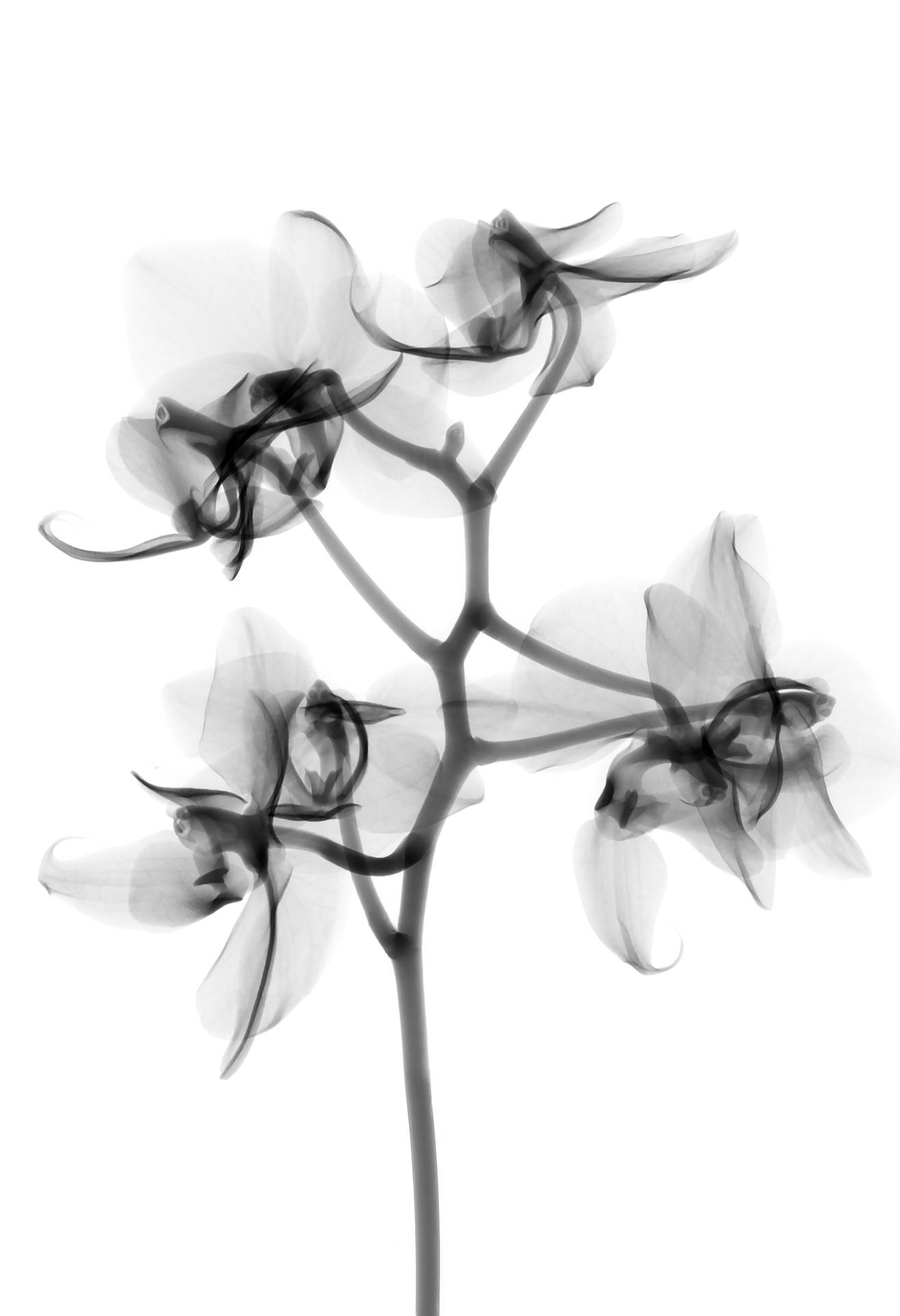 Translucent Orchids Background