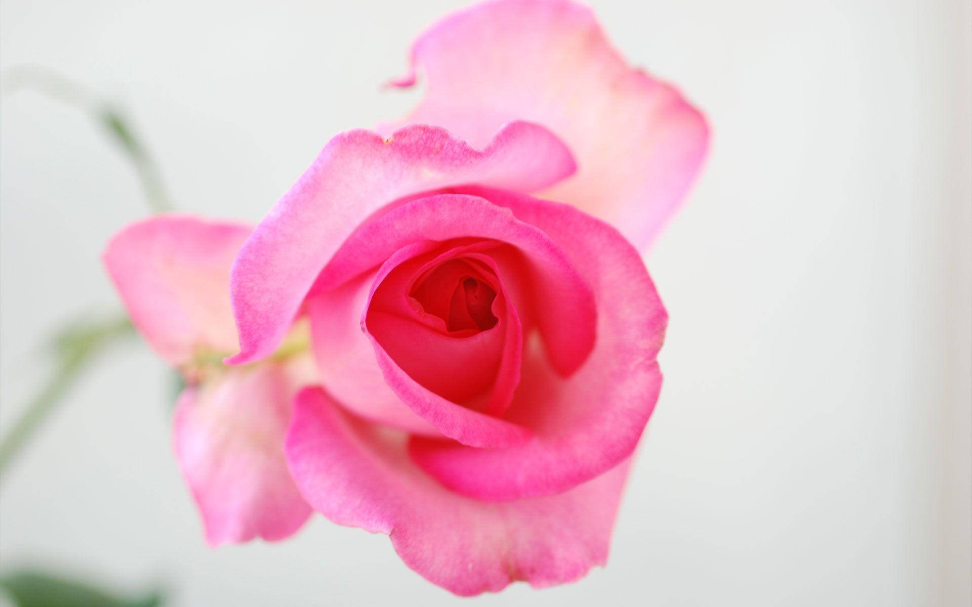Translucent Pink Rose Flower Background