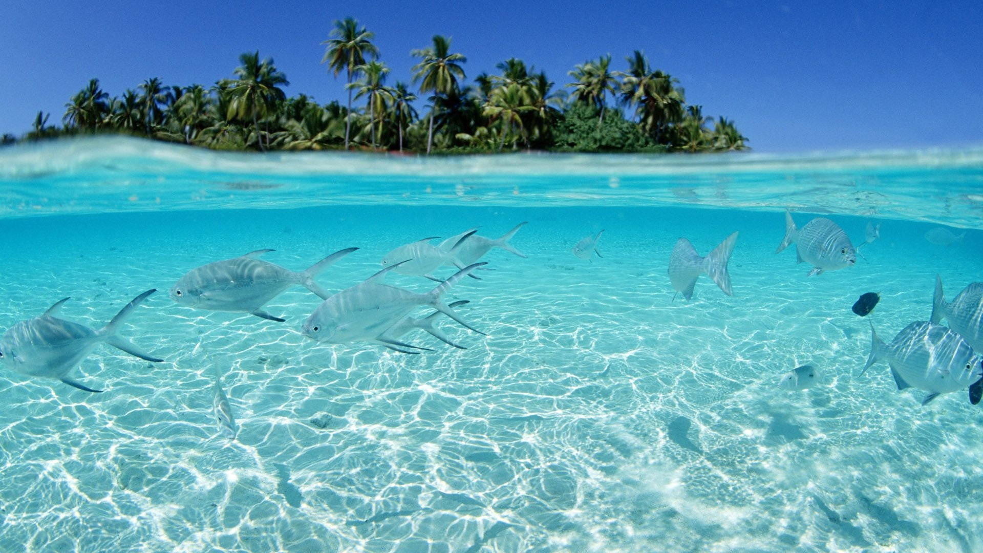 Translucent Tropical Fish