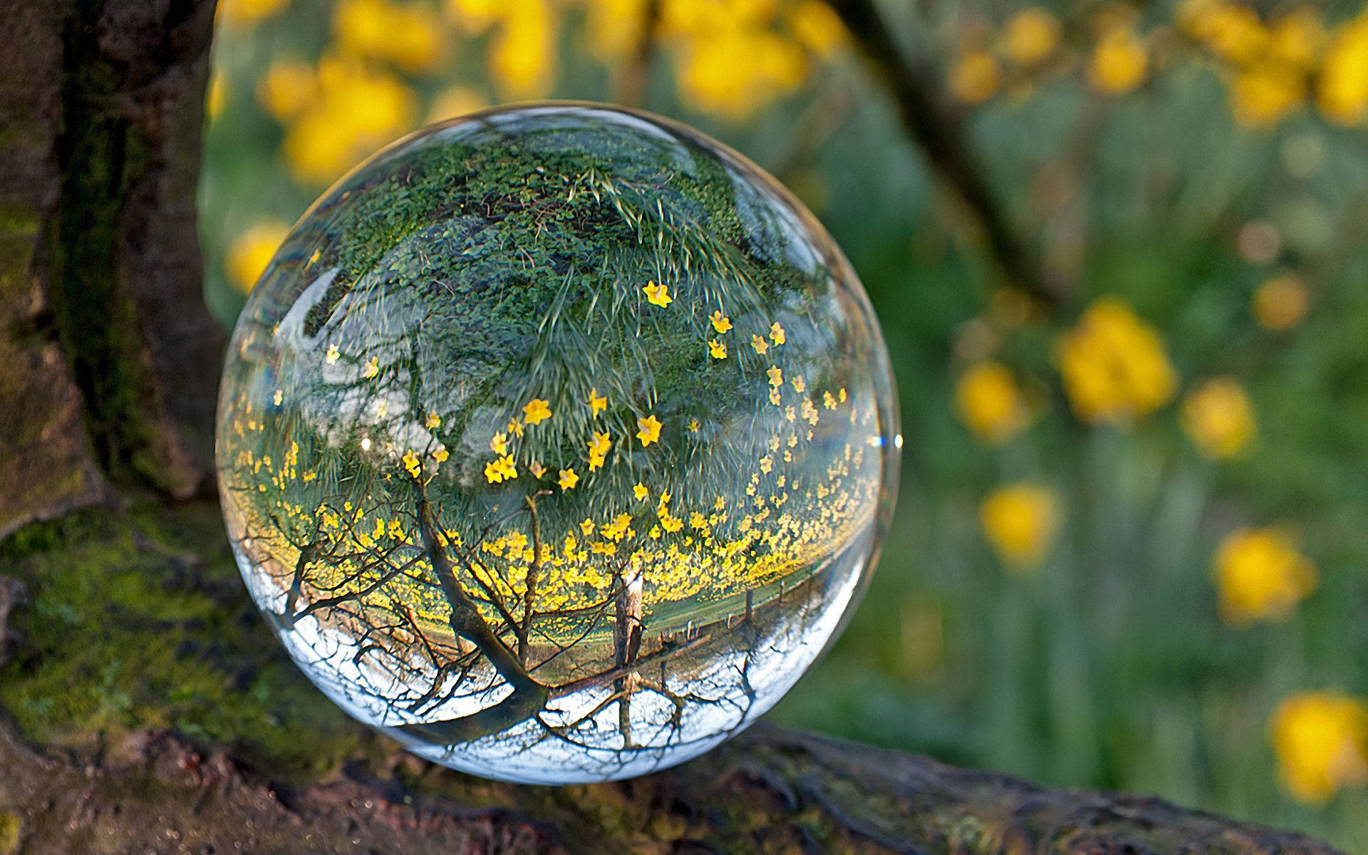 Transparent Ball Yellow Flowers Background