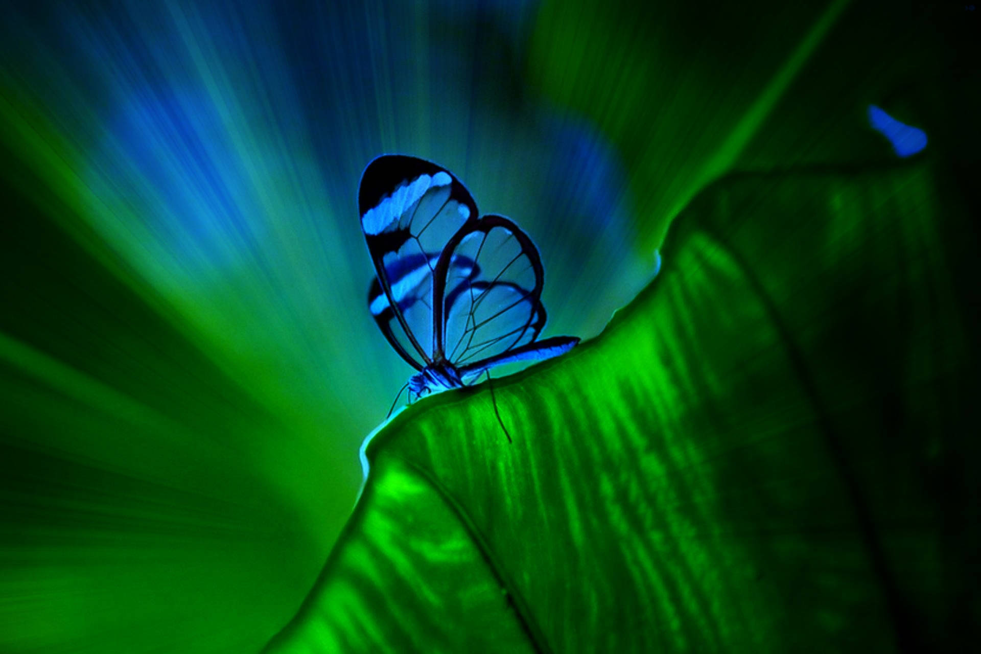 Transparent Blue Butterfly