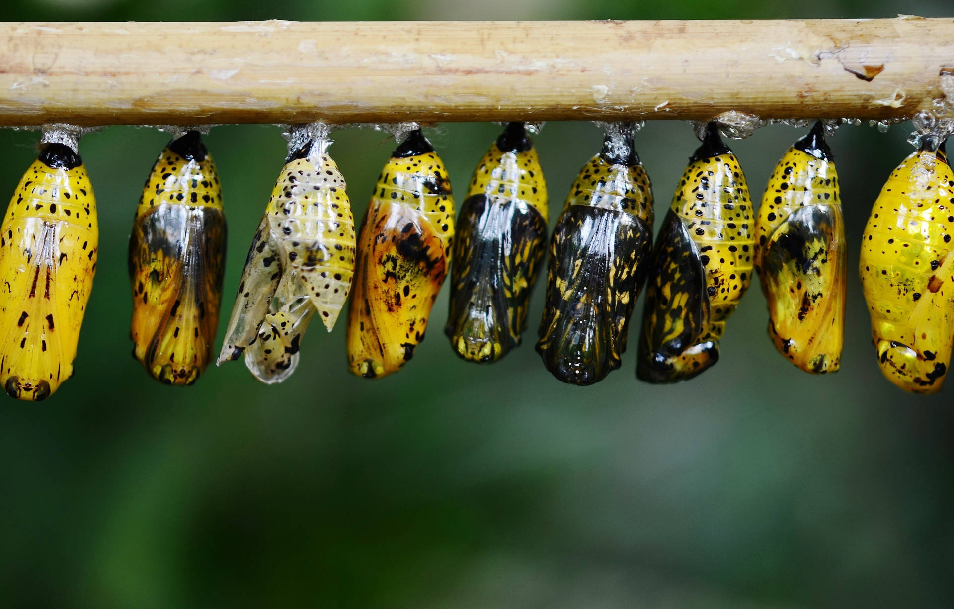 Transparent Butterfly Cocoons Background