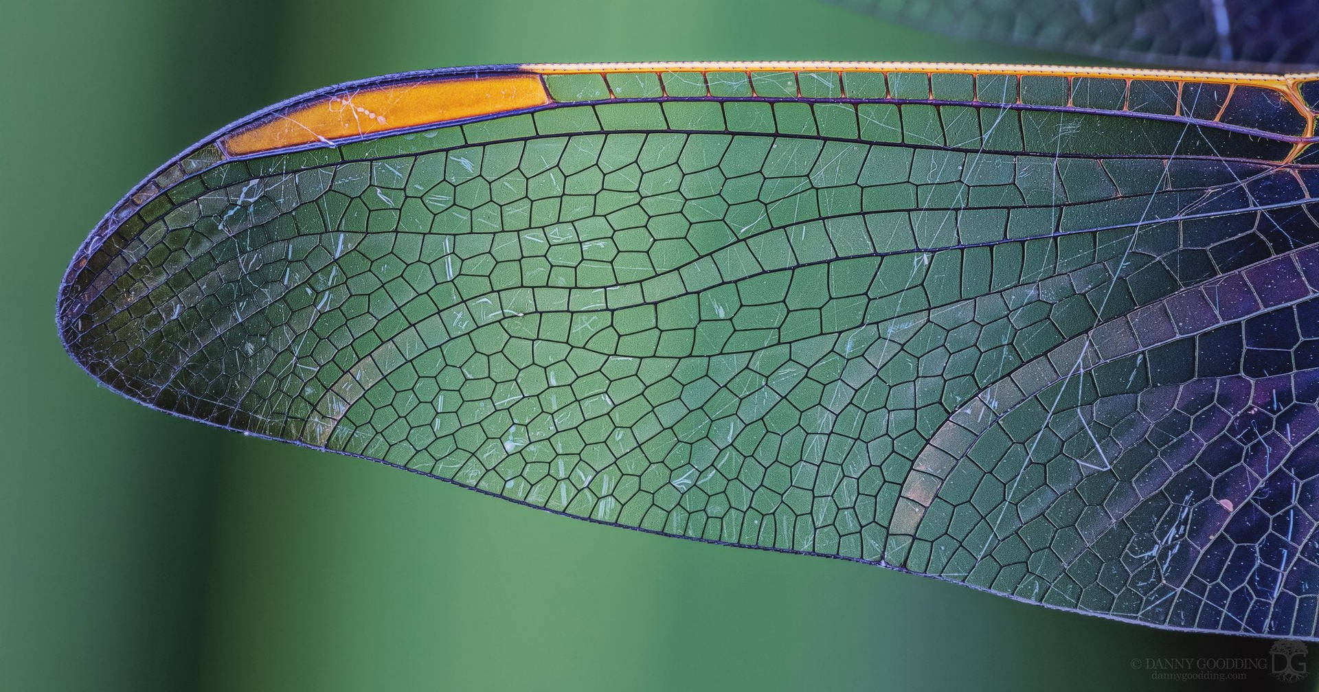 Transparent Dragonfly Wings Background