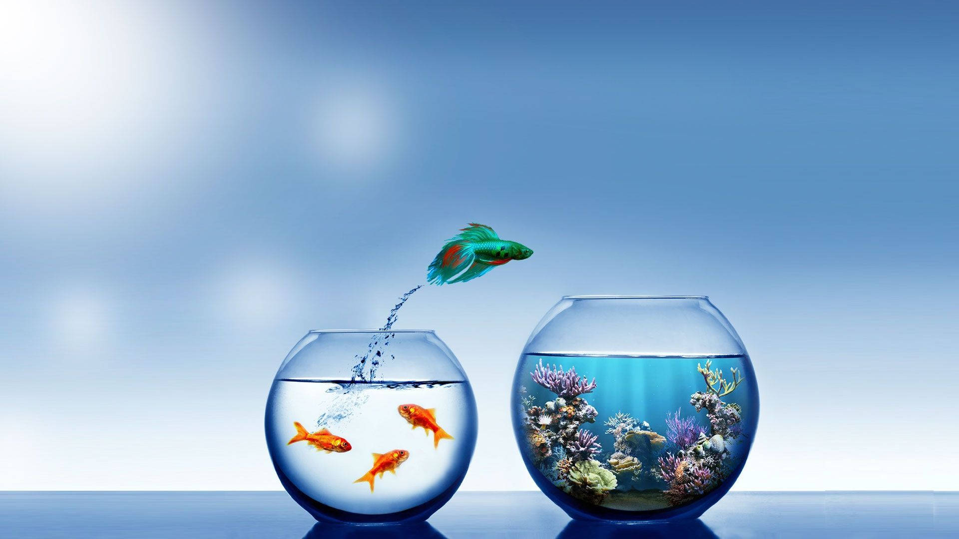 Transparent Glass Fish Bowl Background