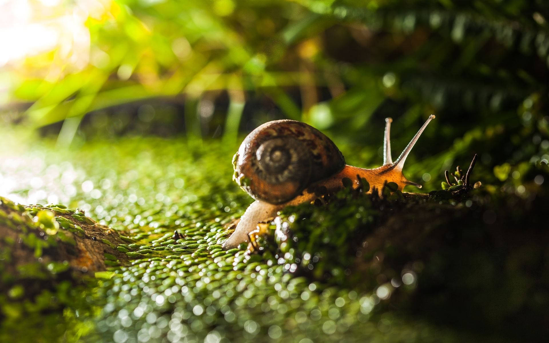 Transparent Orange Snail Background