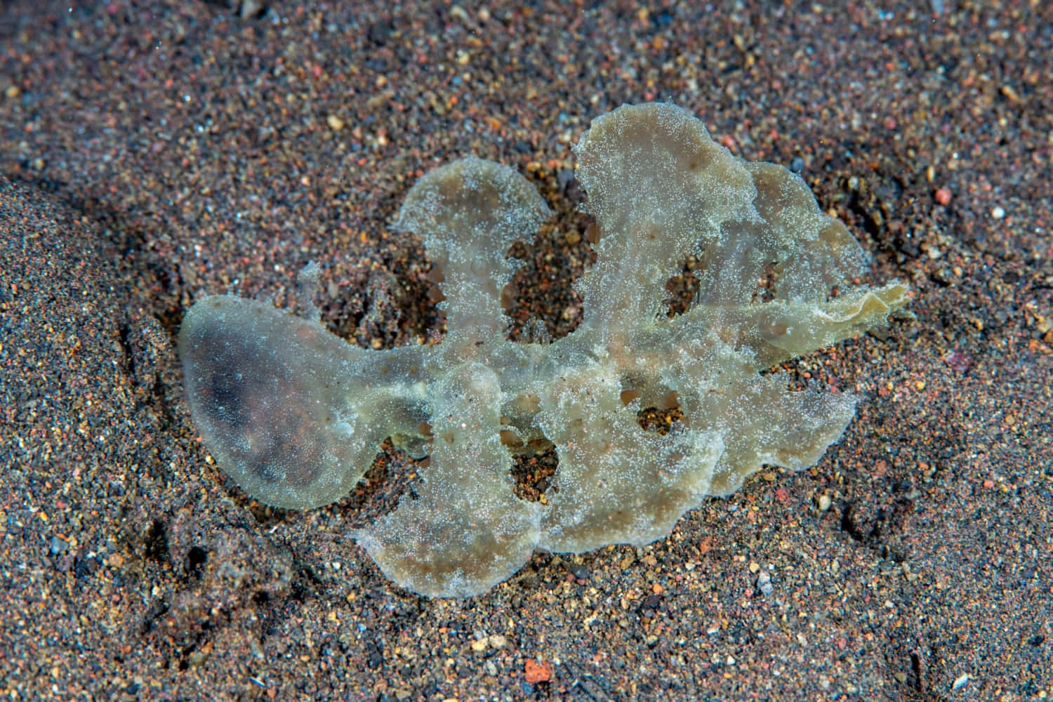 Transparent Sea Slug On Sandy Bottom Background