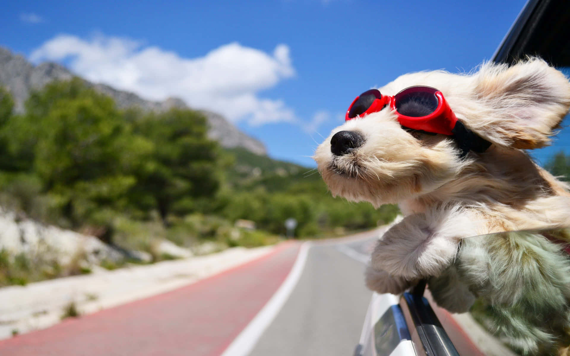 Traveling Cool Dog On A Car Background