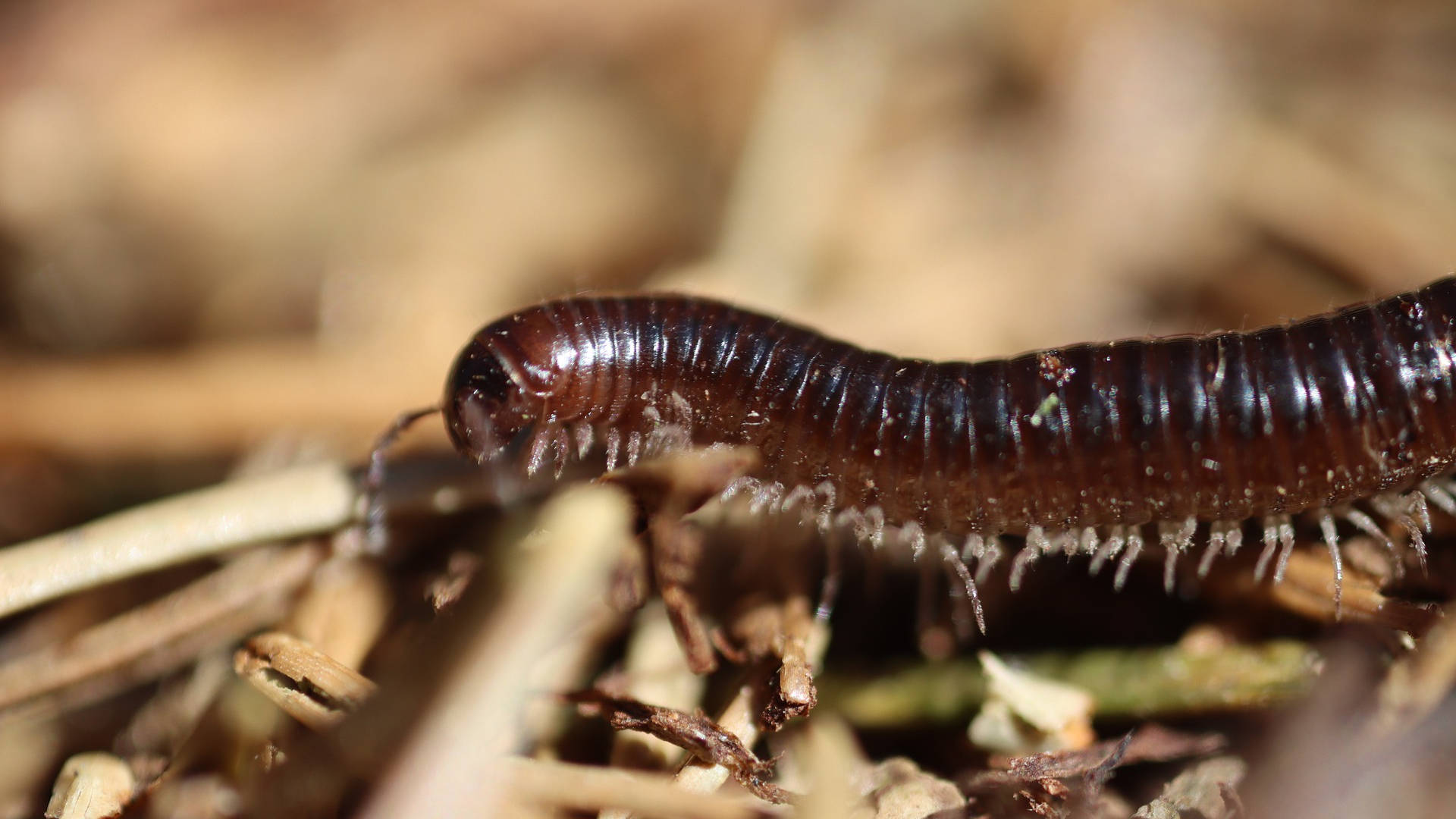 Traveling Desert Millipede Background