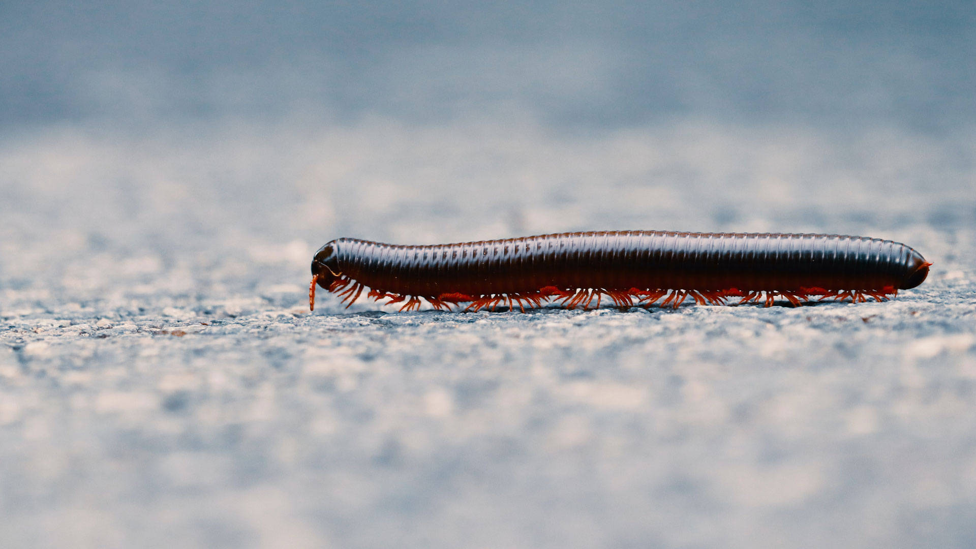 Traveling Millipede In Focus