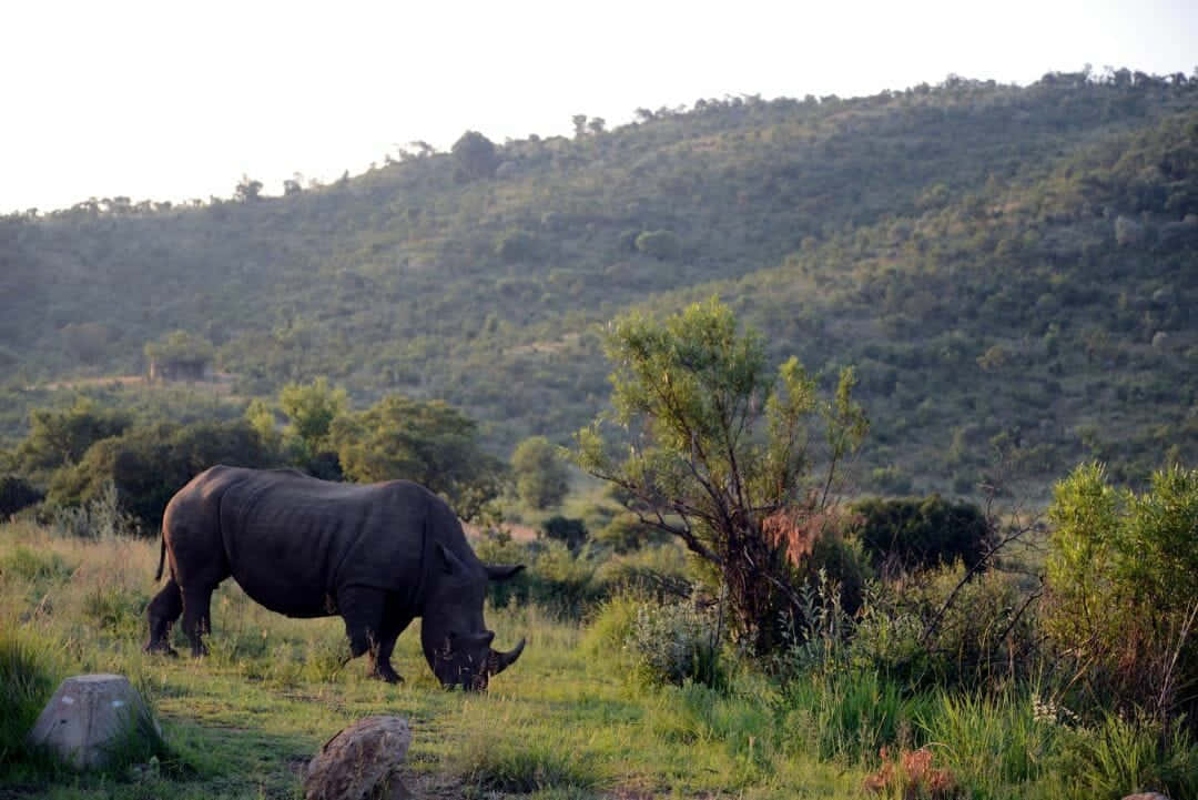 Traveling To Explore The Beauty Of Africa Background