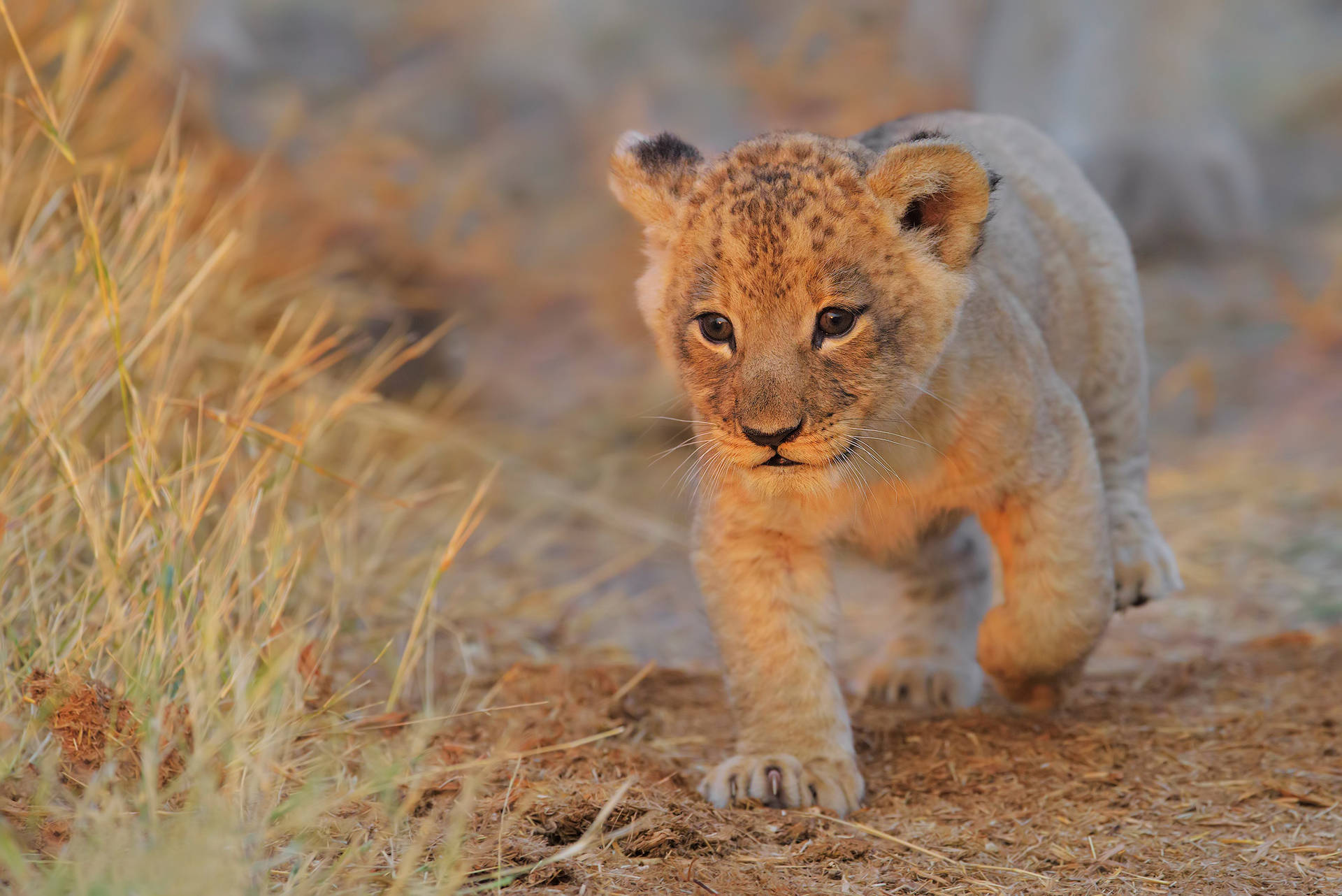 Treading Lion Cub Background