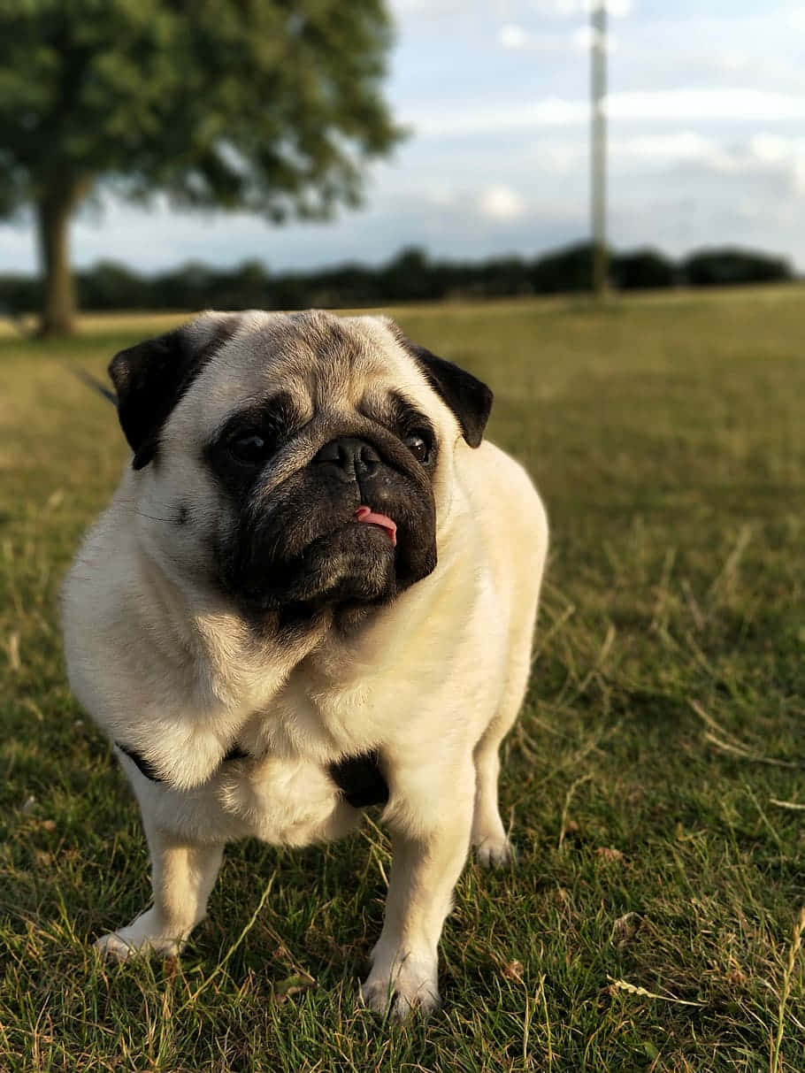 Tree And A Cute Pug Dog