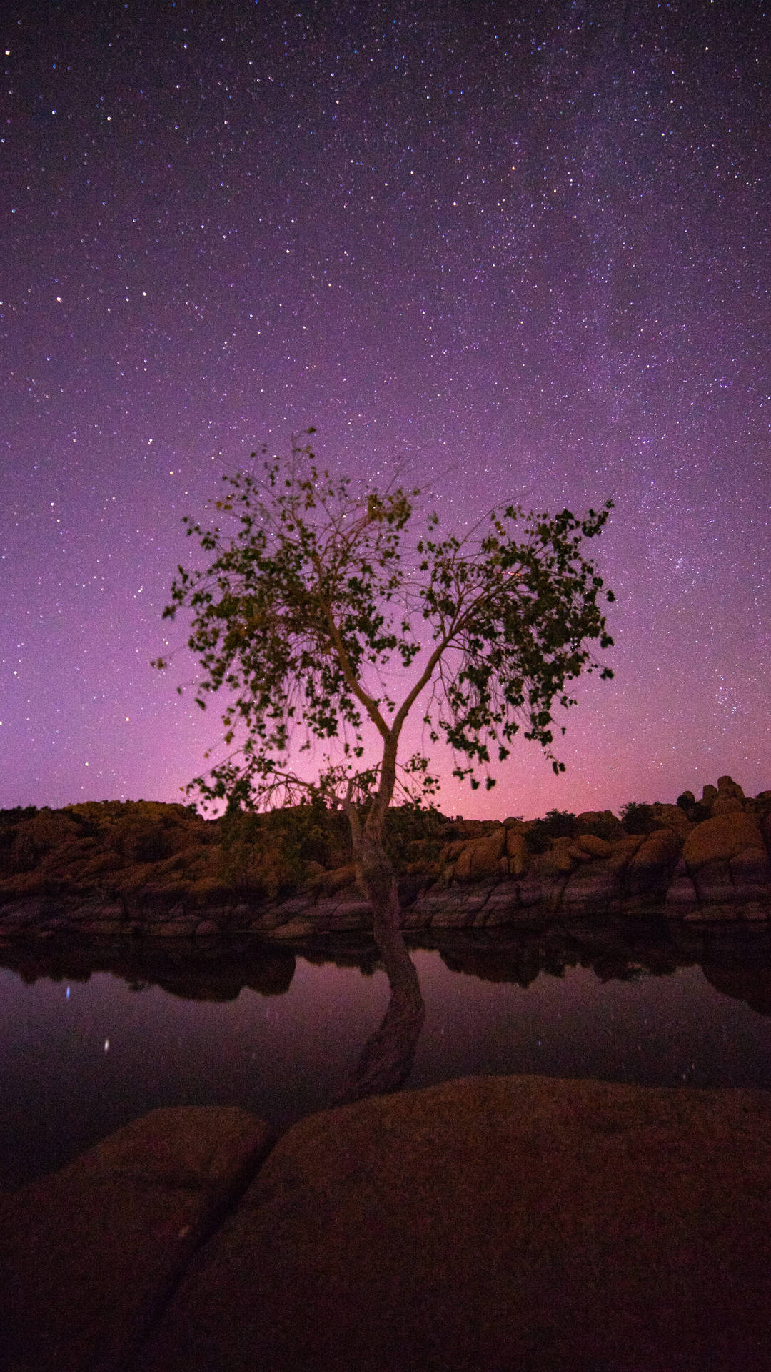 Tree And Andromeda Galaxy