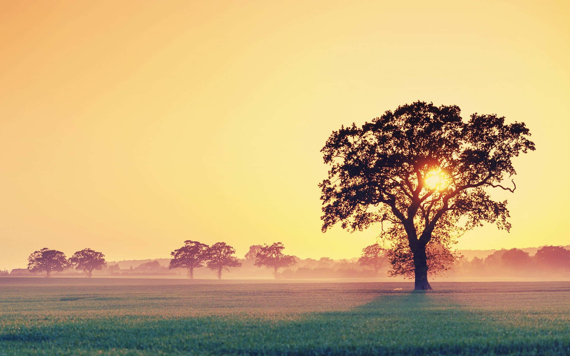 Tree And Sun Rise