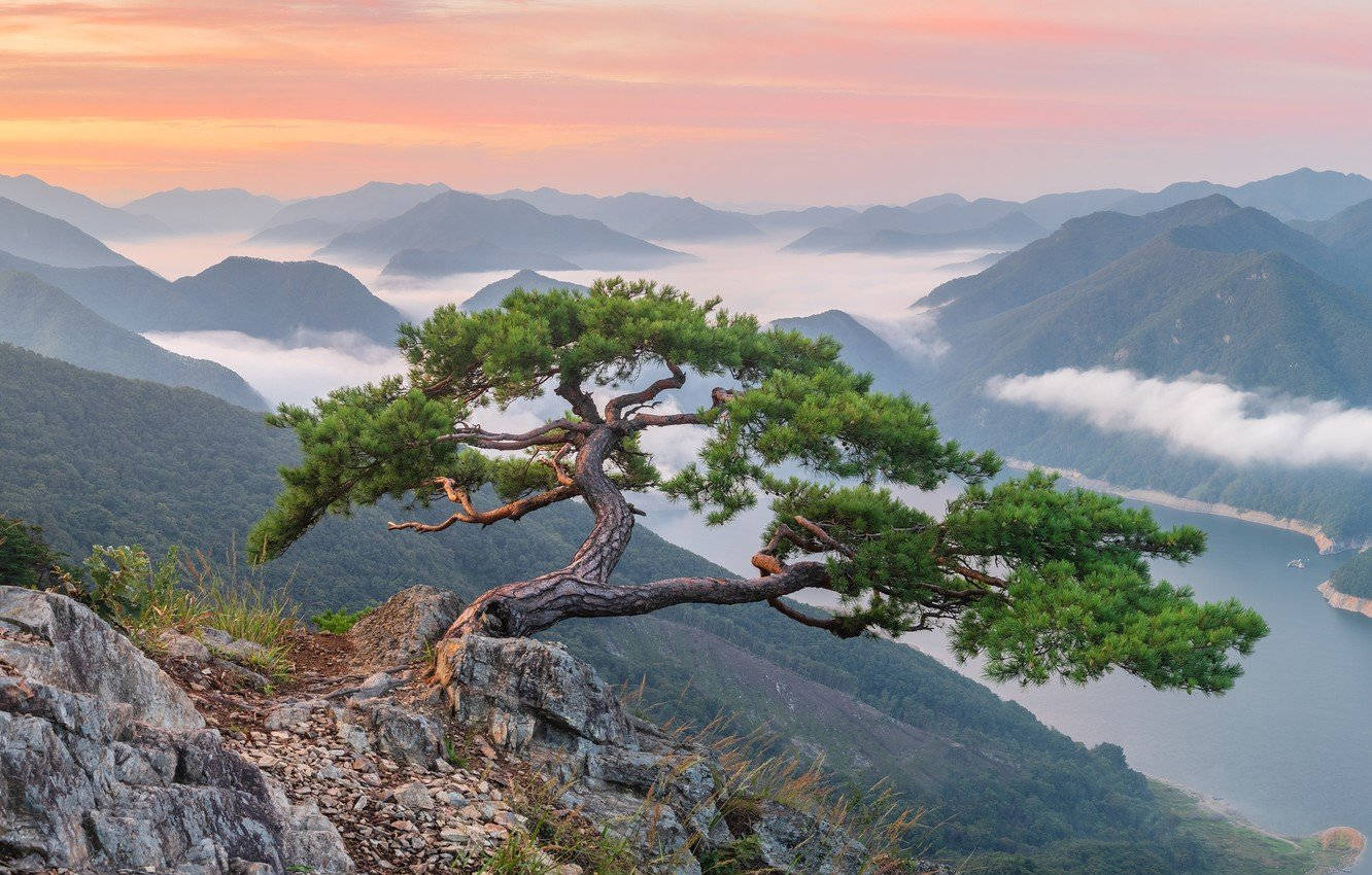 Tree At Bukhansan Park, Korea Background