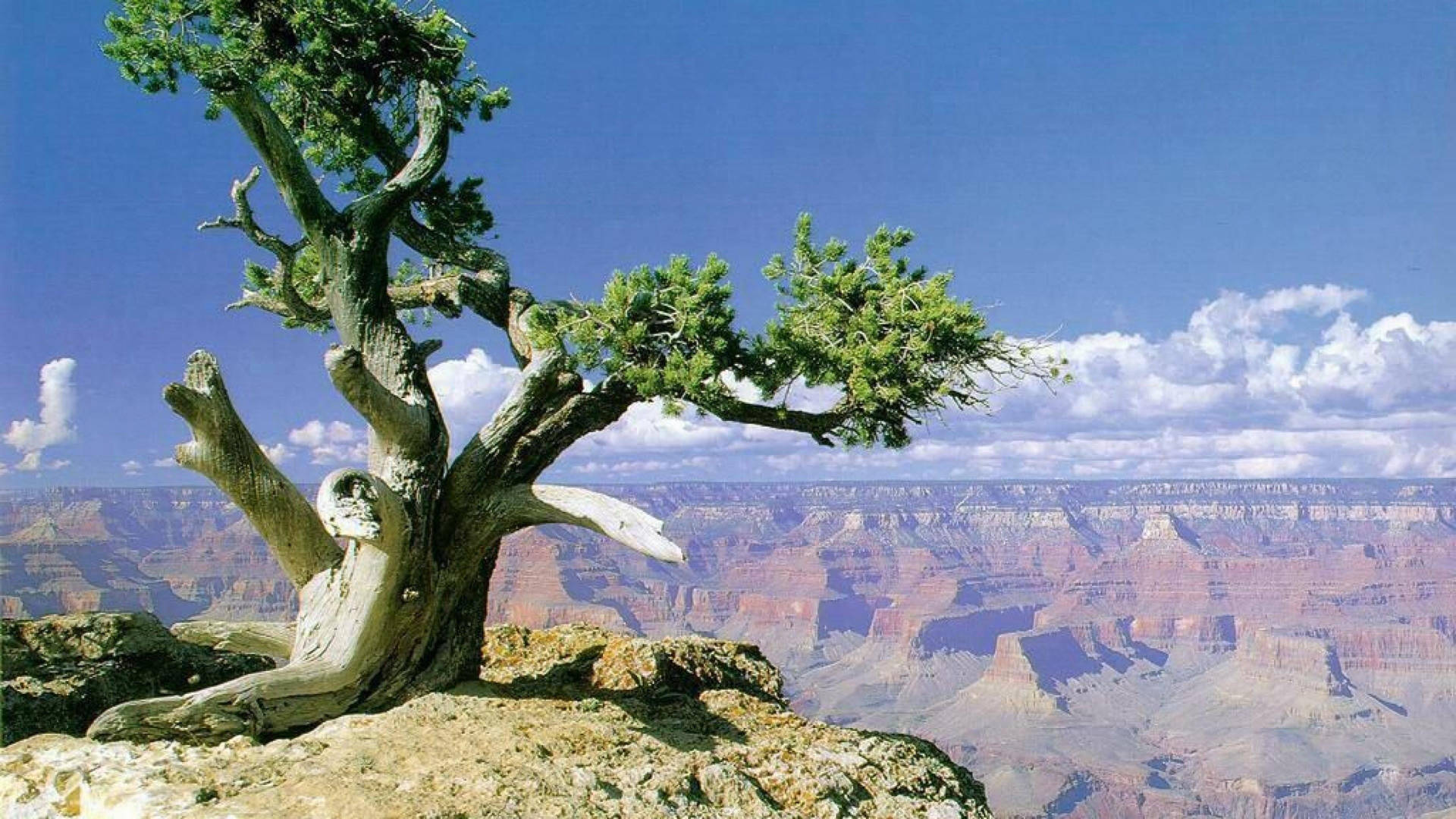 Tree At Grand Canyon Background