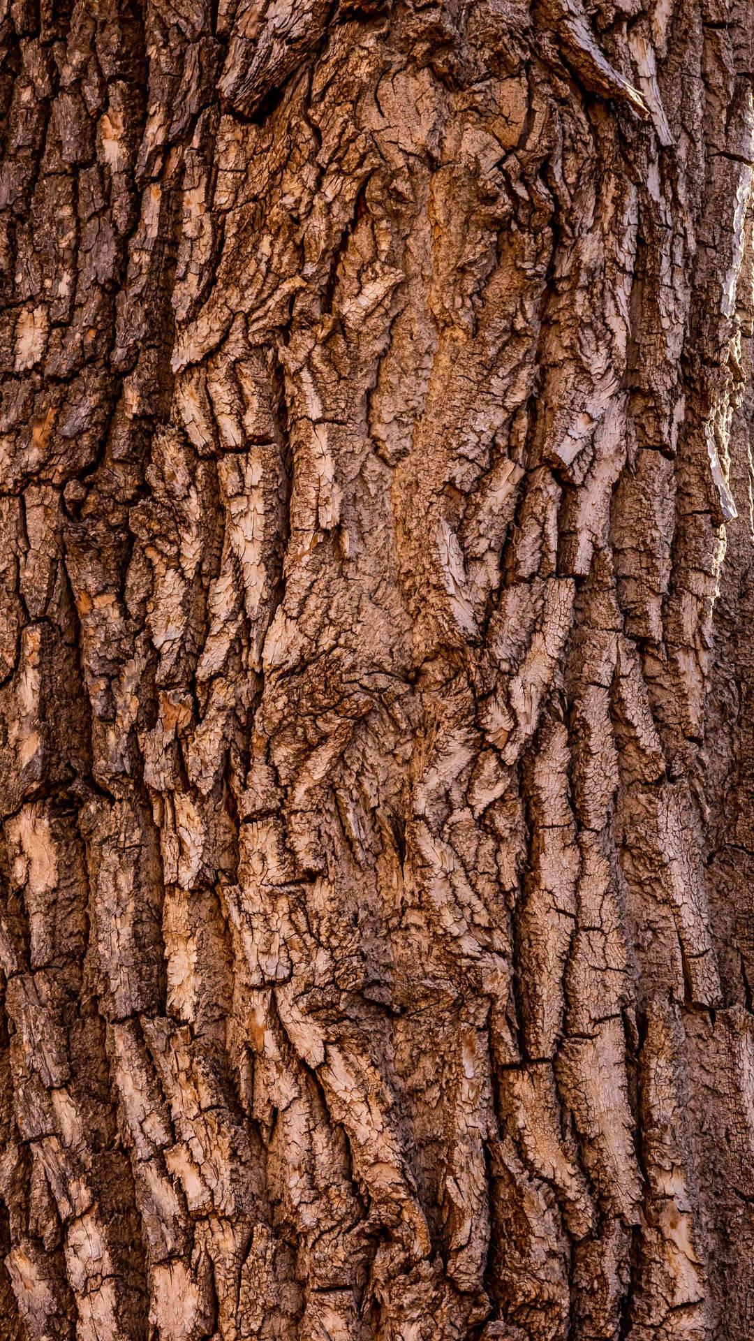 Tree Bark Brown Iphone Background