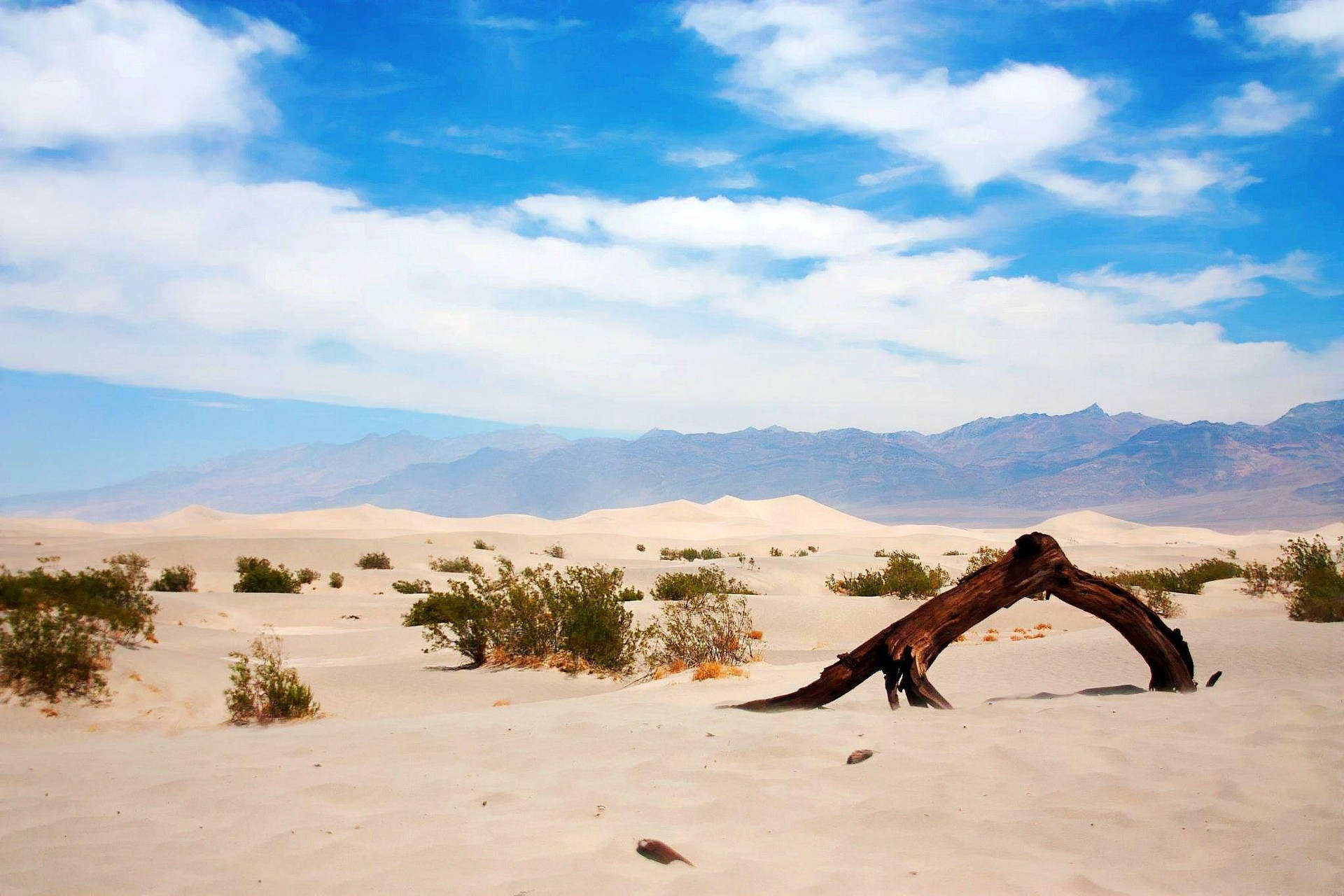 Tree Bark Desert Death Valley Background