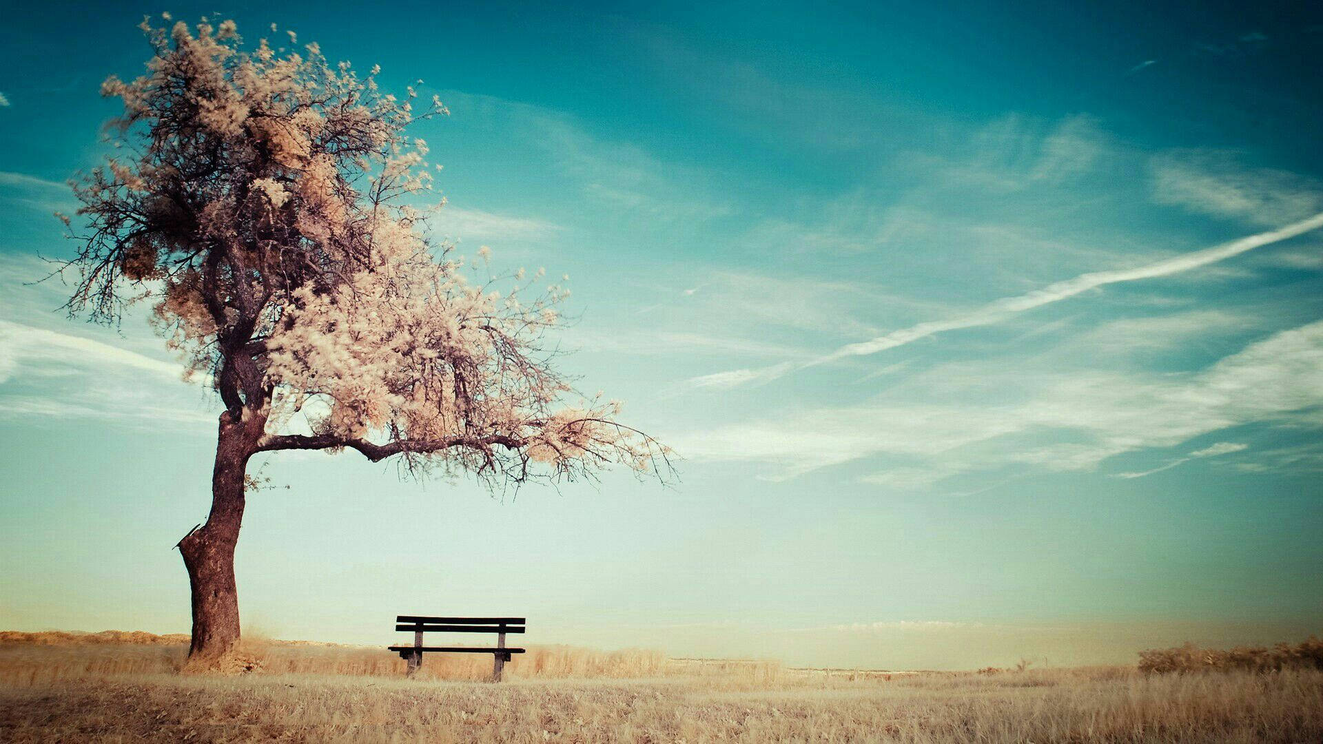 Tree Bench On Meadow Background