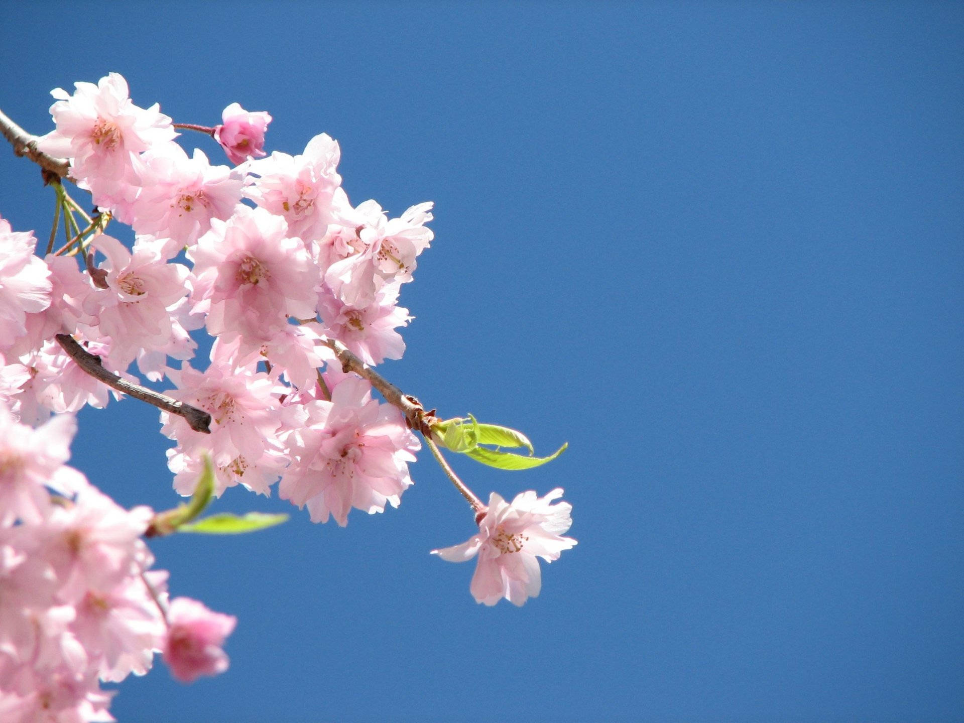 Tree Blossoming Flower Desktop