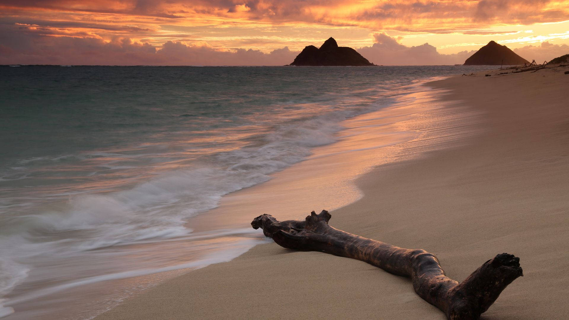 Tree Branch On Beach Sunrise Background