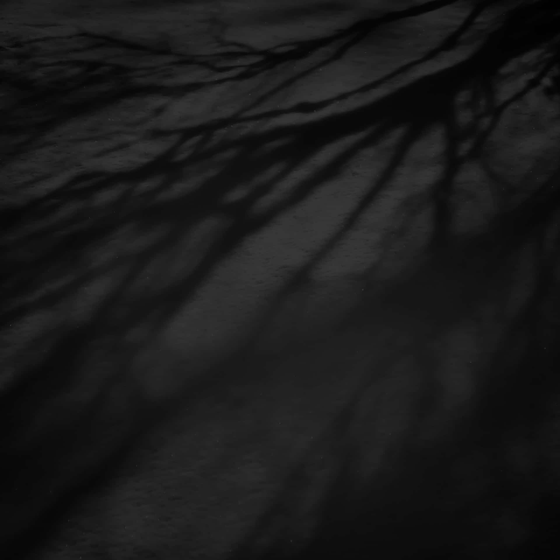 Tree Branch Shadows Dark Ipad Background