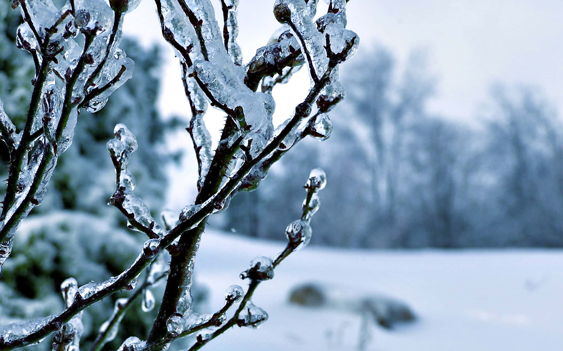 Tree Branch Winter Wonderland Desktop Background