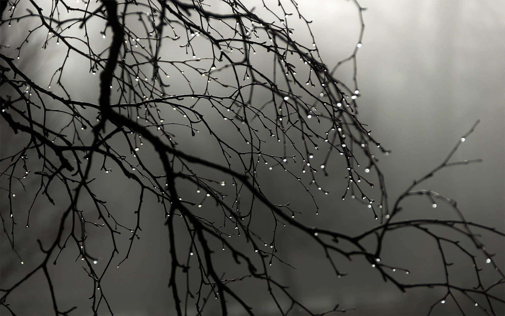 Tree Branch With Water Droplets Black And Gray Background