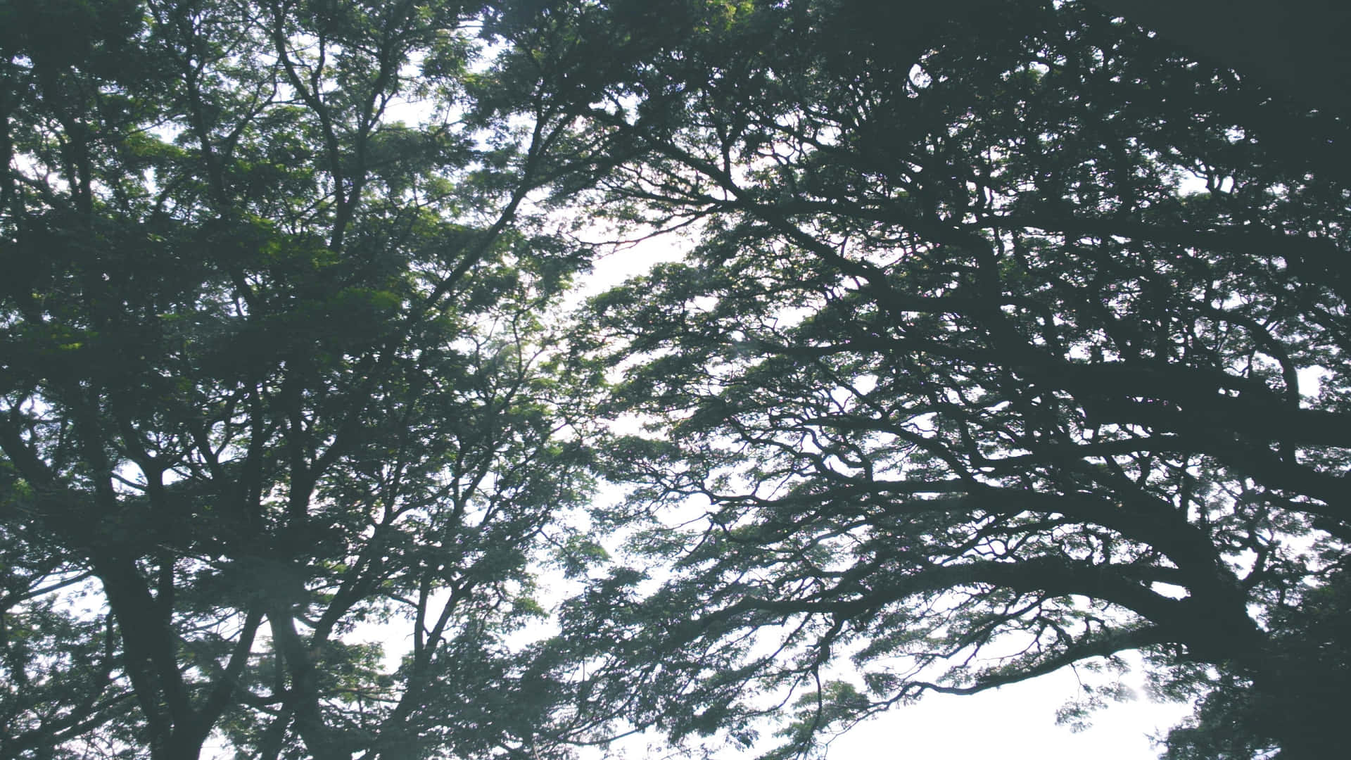 Tree Branches Low Angle Shot Background