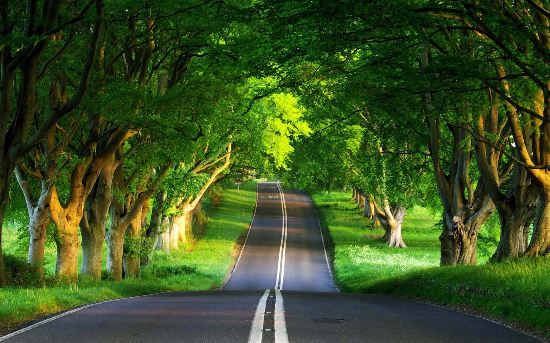 Tree Branches On Road Side Background