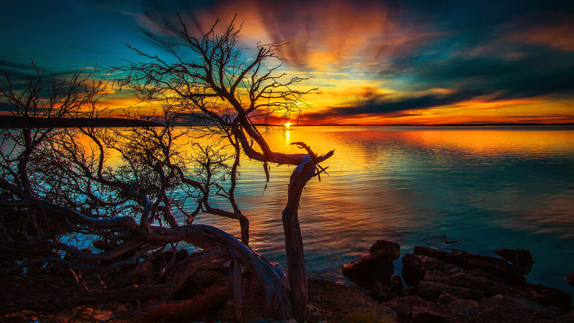 Tree Branches Under Golden Evening Sky Background