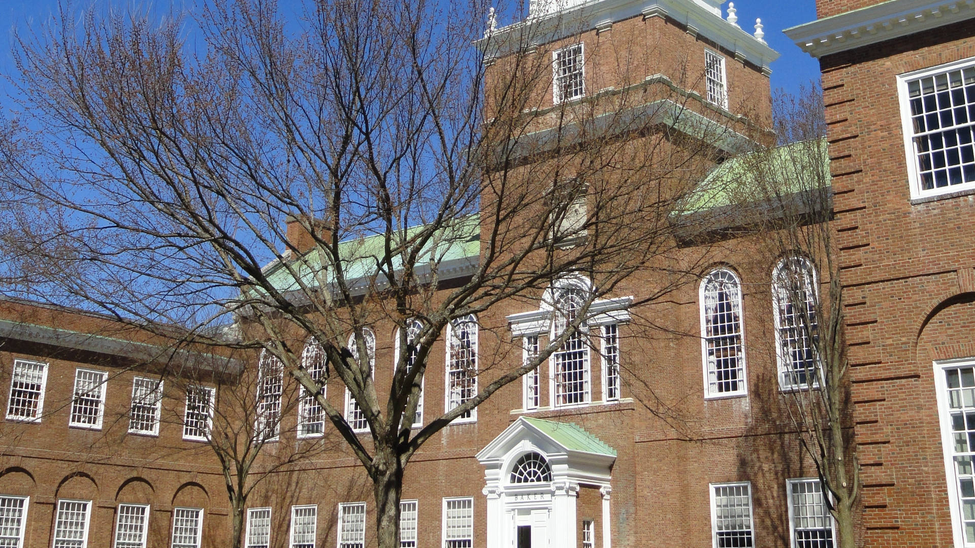 Tree By Baker-berry Library Dartmouth College Background