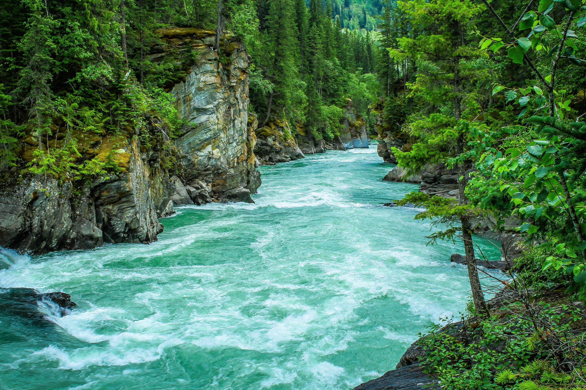 Tree-covered Riverside Cliffs Background