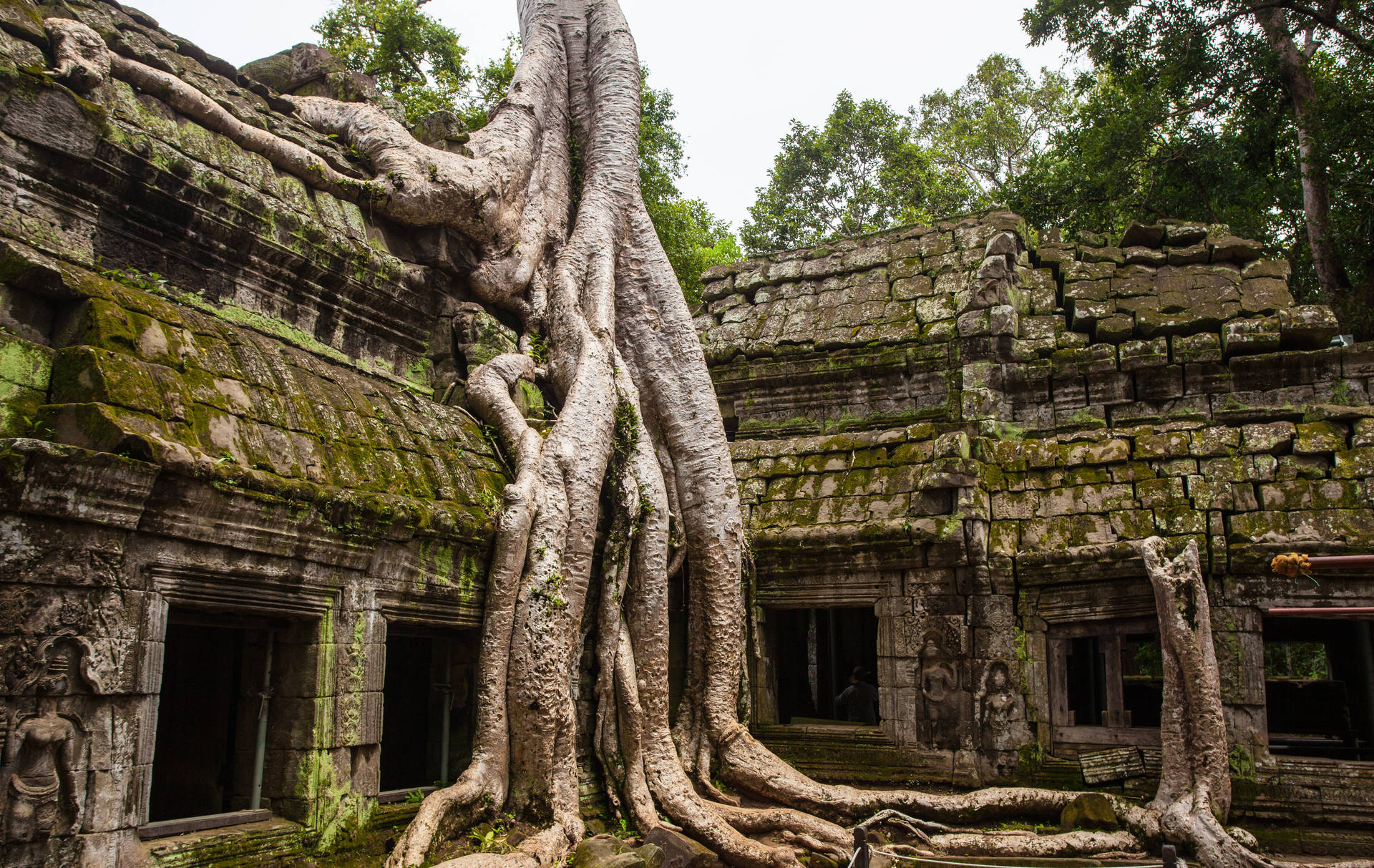 Tree Growing On Ruins Of Angkor Wat Background