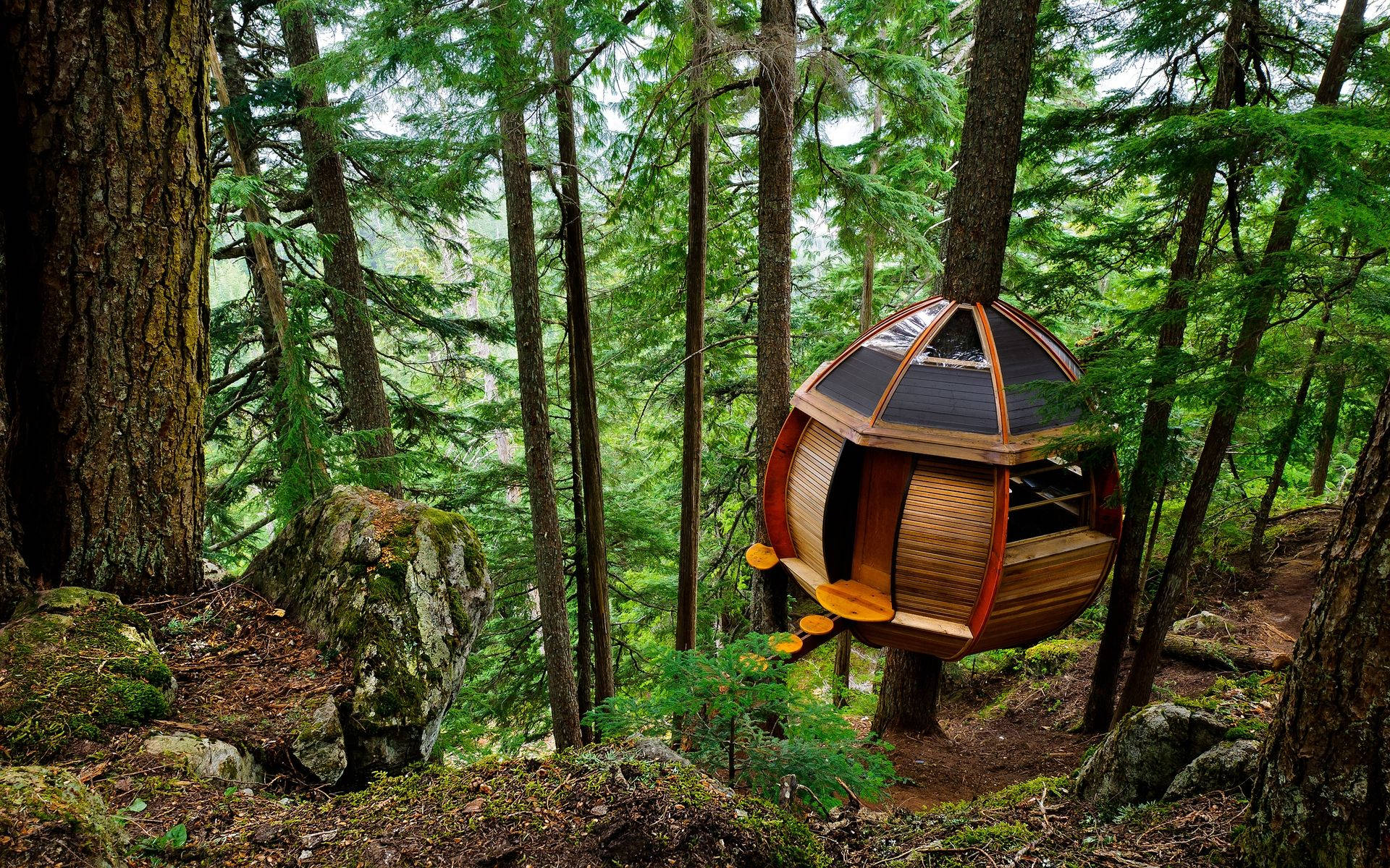 Tree House Camping Background