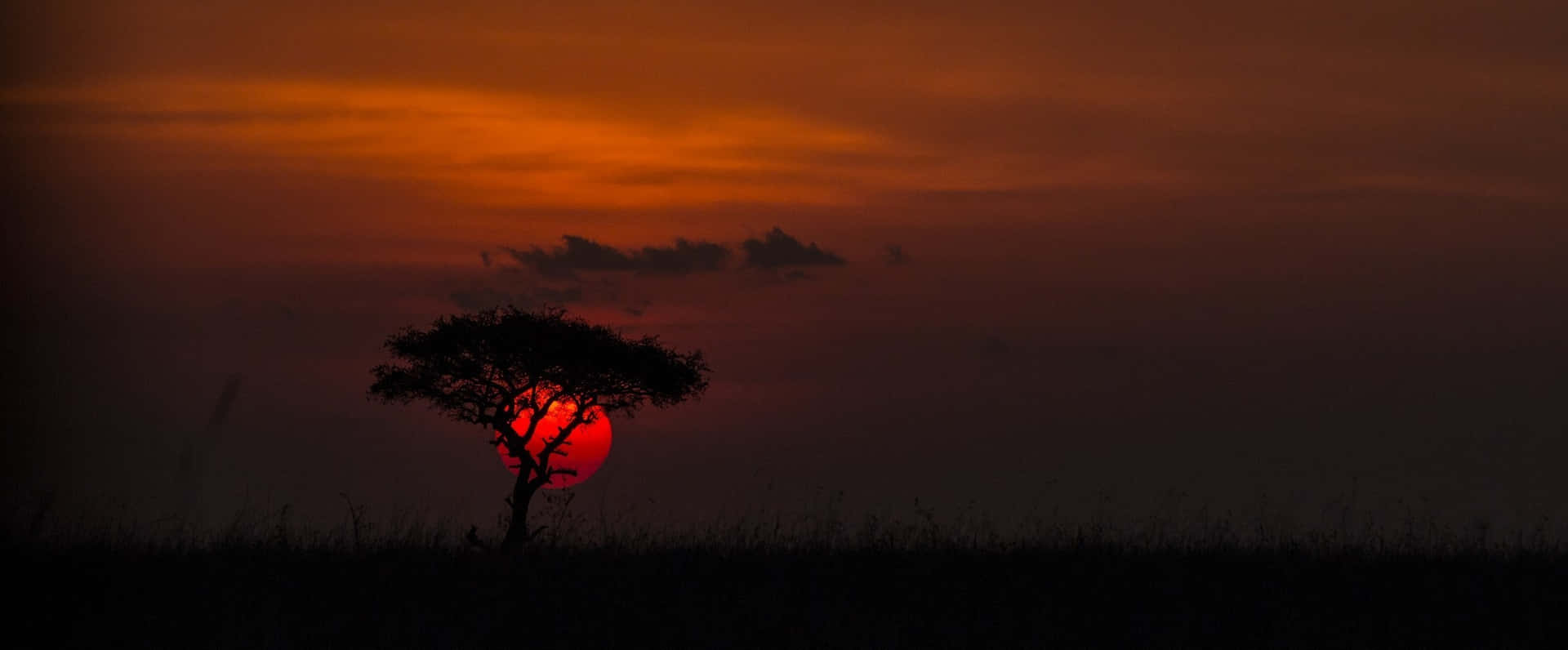 Tree In Africa Hd Background