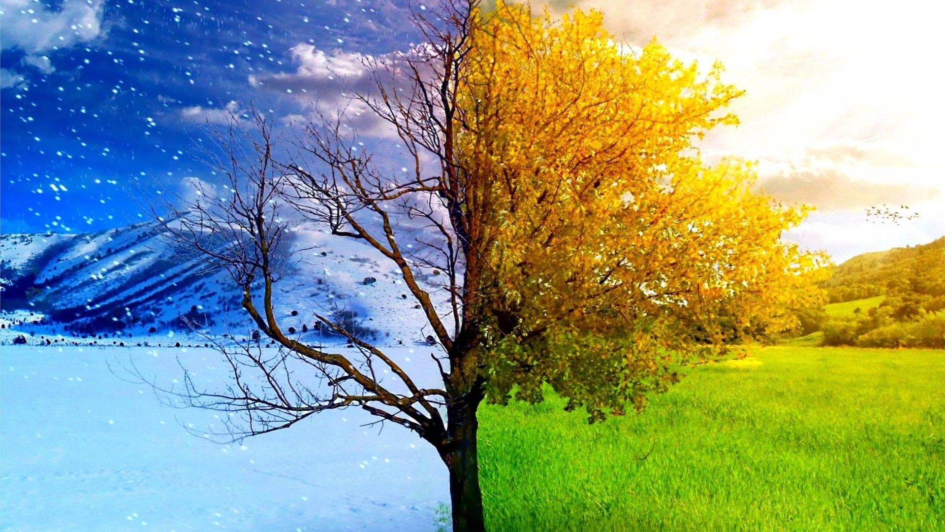 Tree In Two Seasons Background