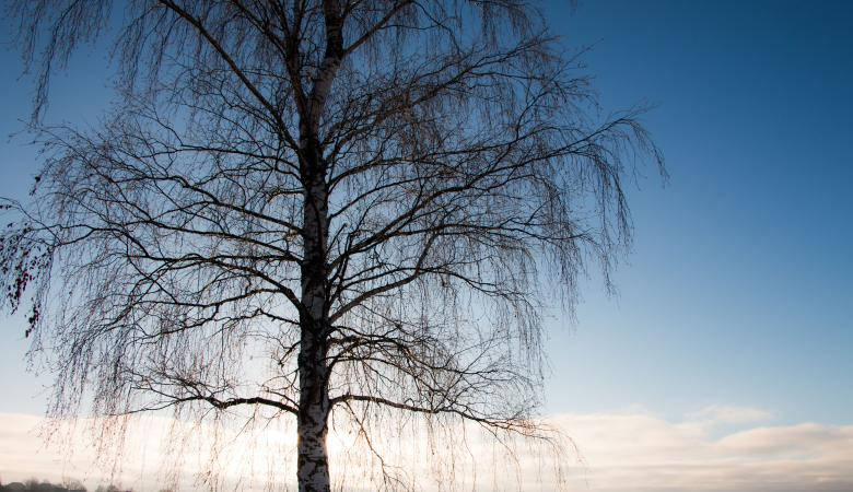 Tree Leaves Most Beautiful Nature