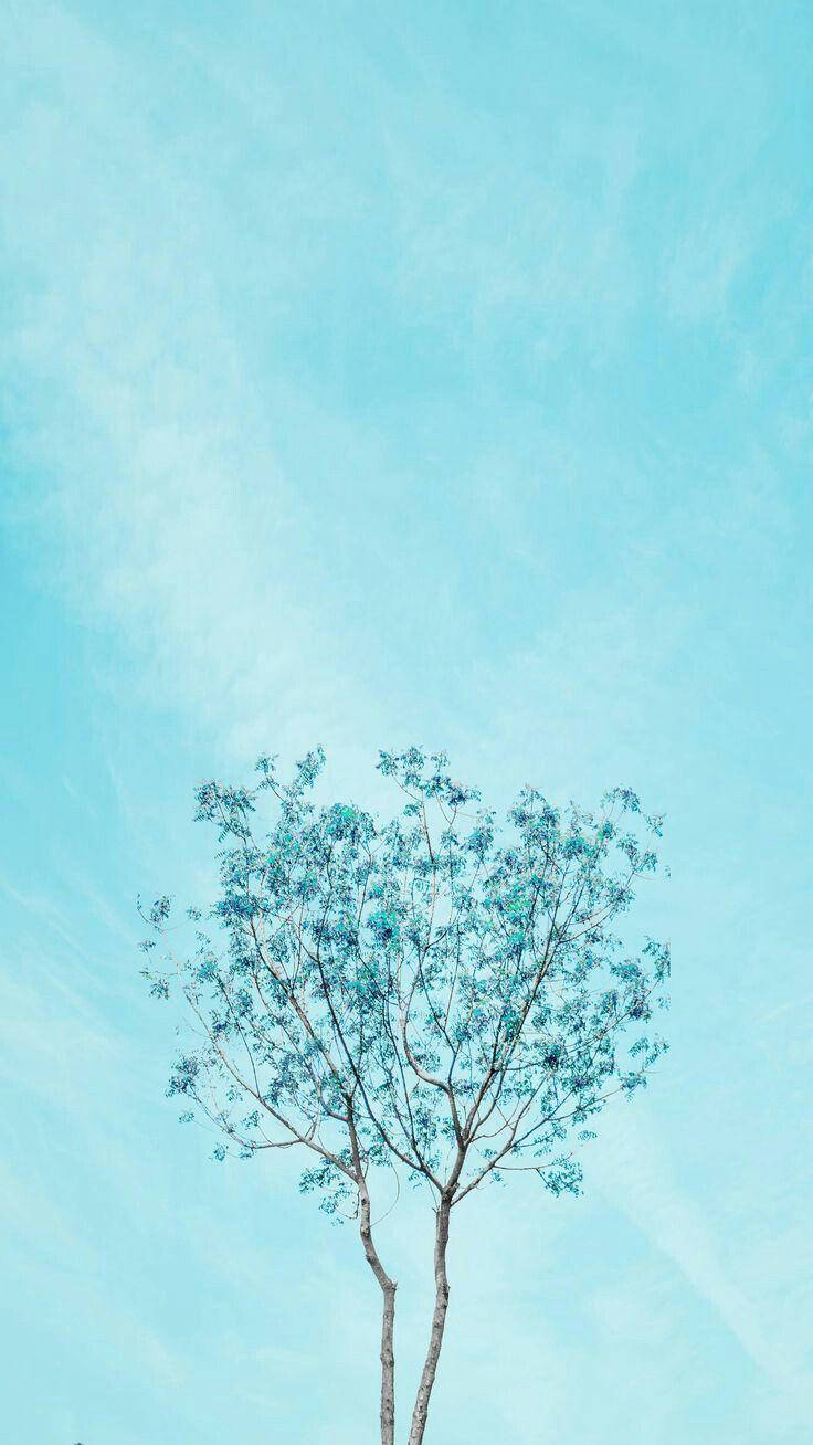 Tree Light Blue Aesthetic Iphone Background