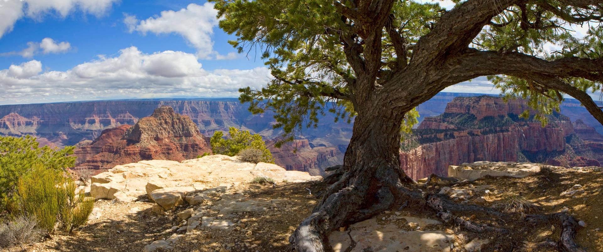 Tree Mountain Ranges Death Valley Background