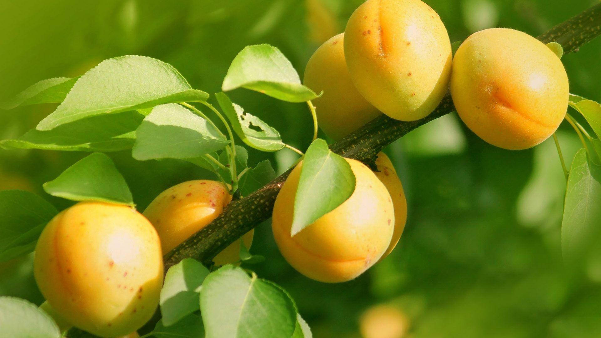 Tree Of Apricot With Many Fruits Background