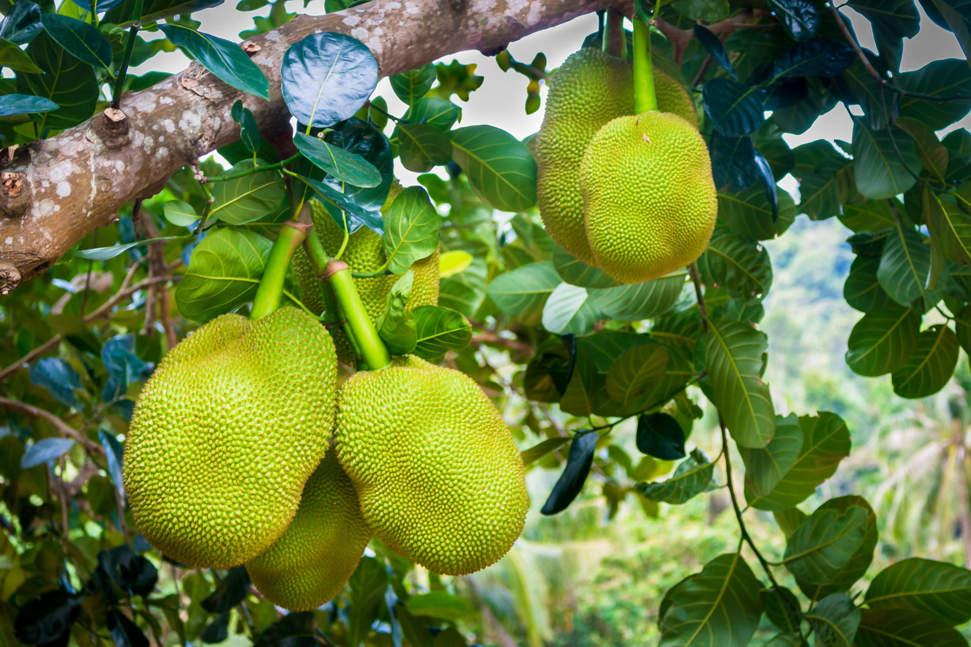 Tree Of Jackfruit Background