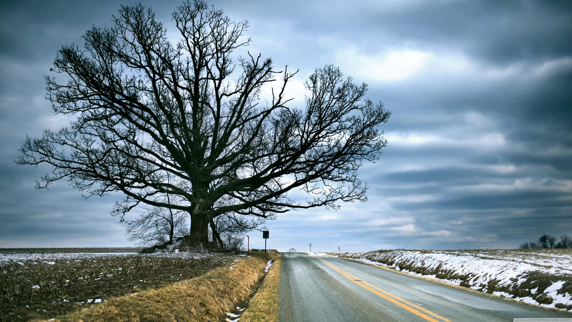 Tree Of Life Near Road