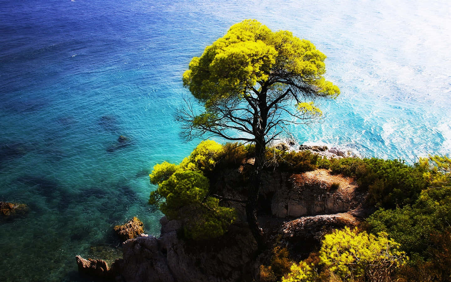 Tree On A Cliff Seaside Mountain View