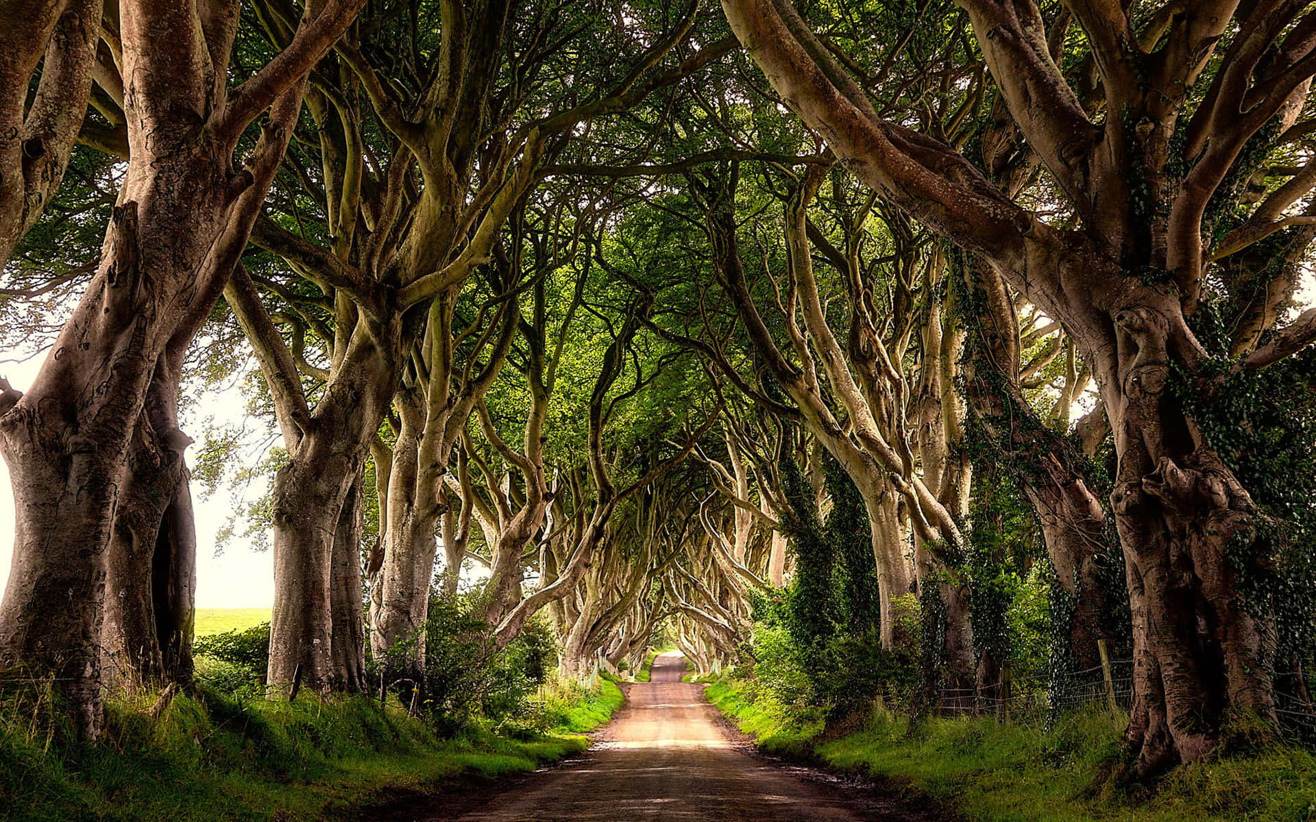 Tree Path Ireland Desktop Background